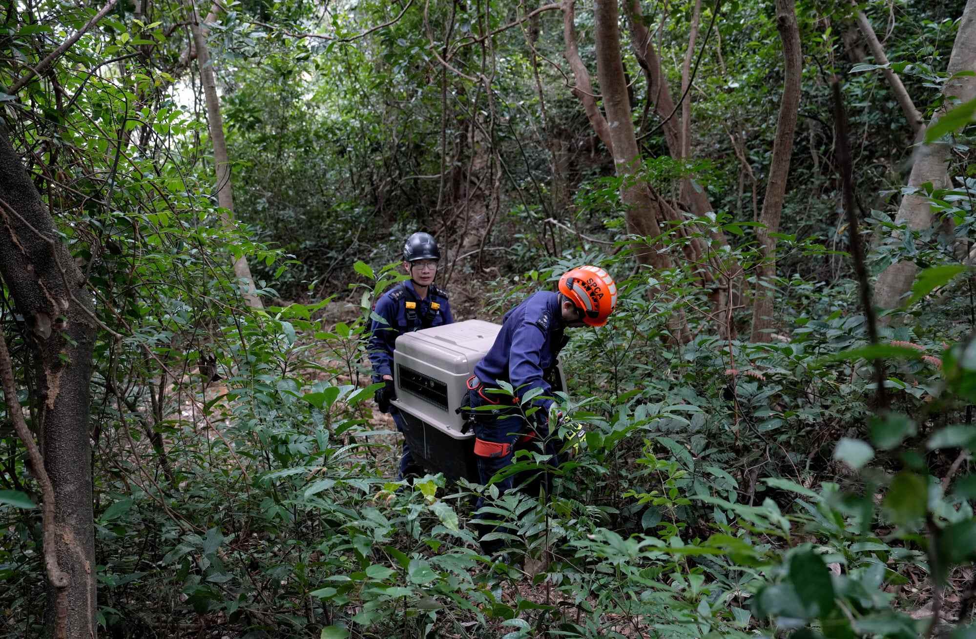 Poachers are placing traps on quiet mountain trails, targeting animals such as foxes, porcupines and wild boars. Photo: Elson Li