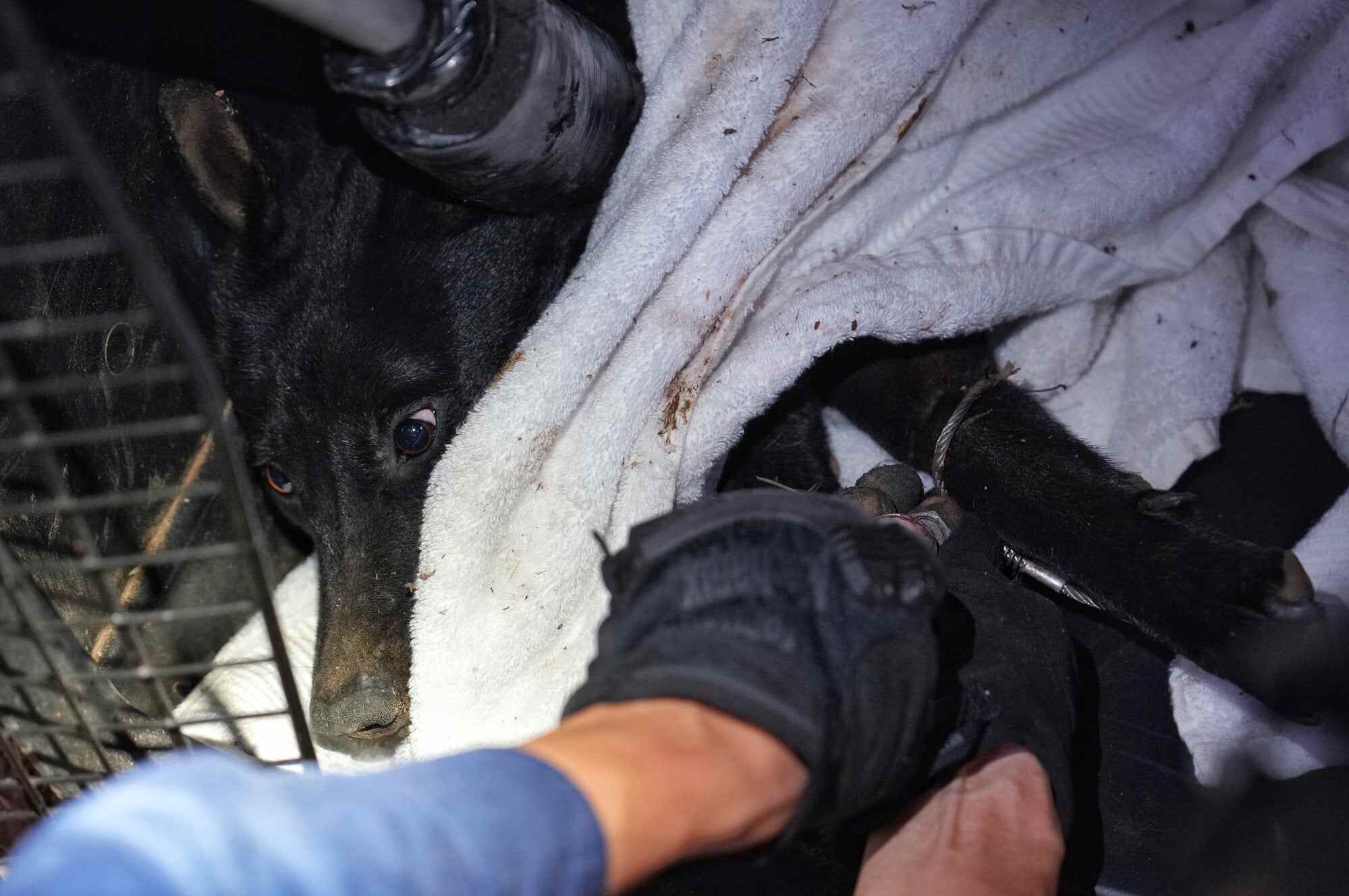 Rescue team of SPCA on a mission to rescue a dog reported being trapped at a slope of Shing Mun reservoir. Photo: Elson Li