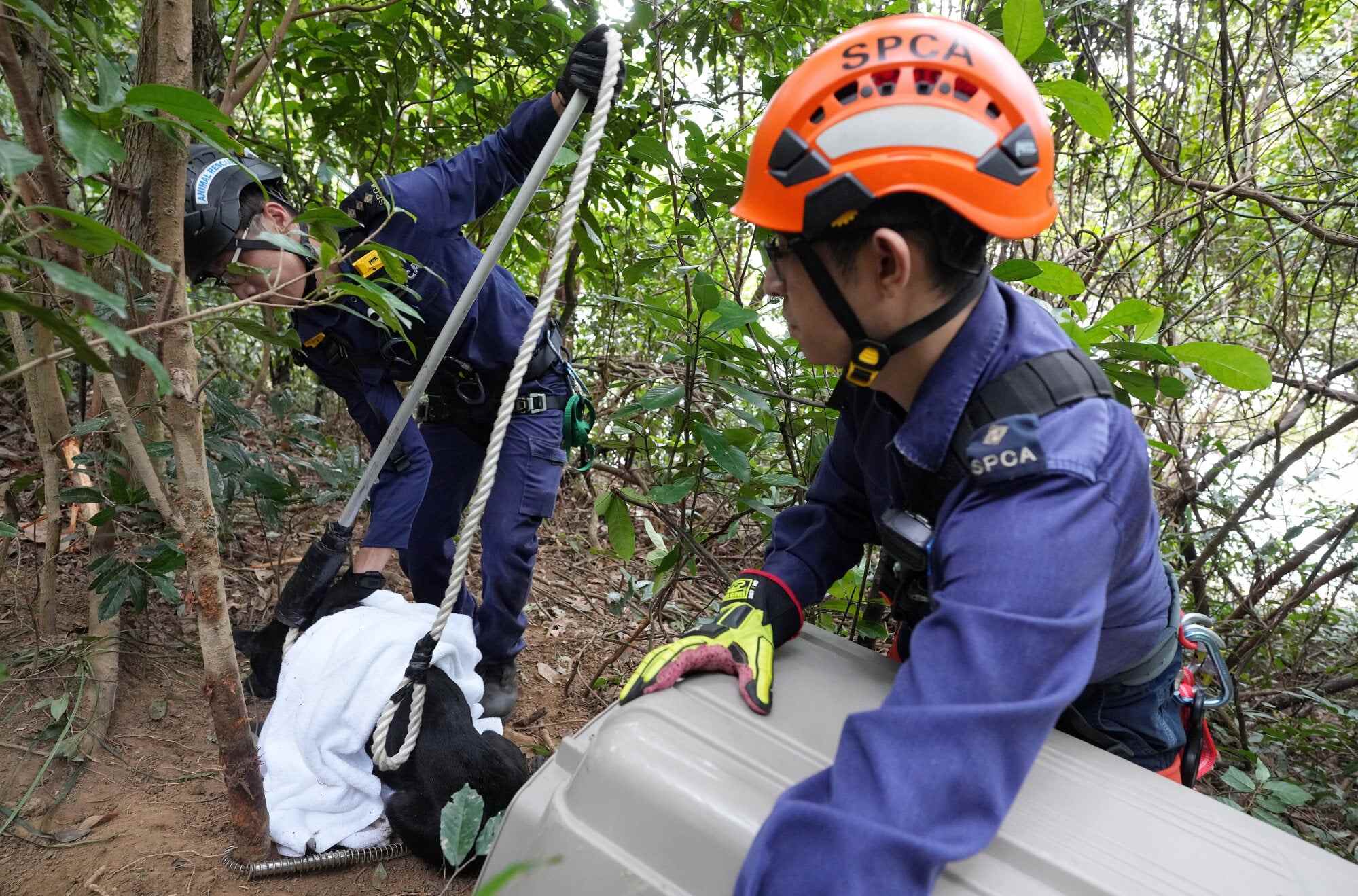 Wild boar concern group says current penalties for illegal poaching aren’t tough enough to deter culprits. Photo: Elson Li