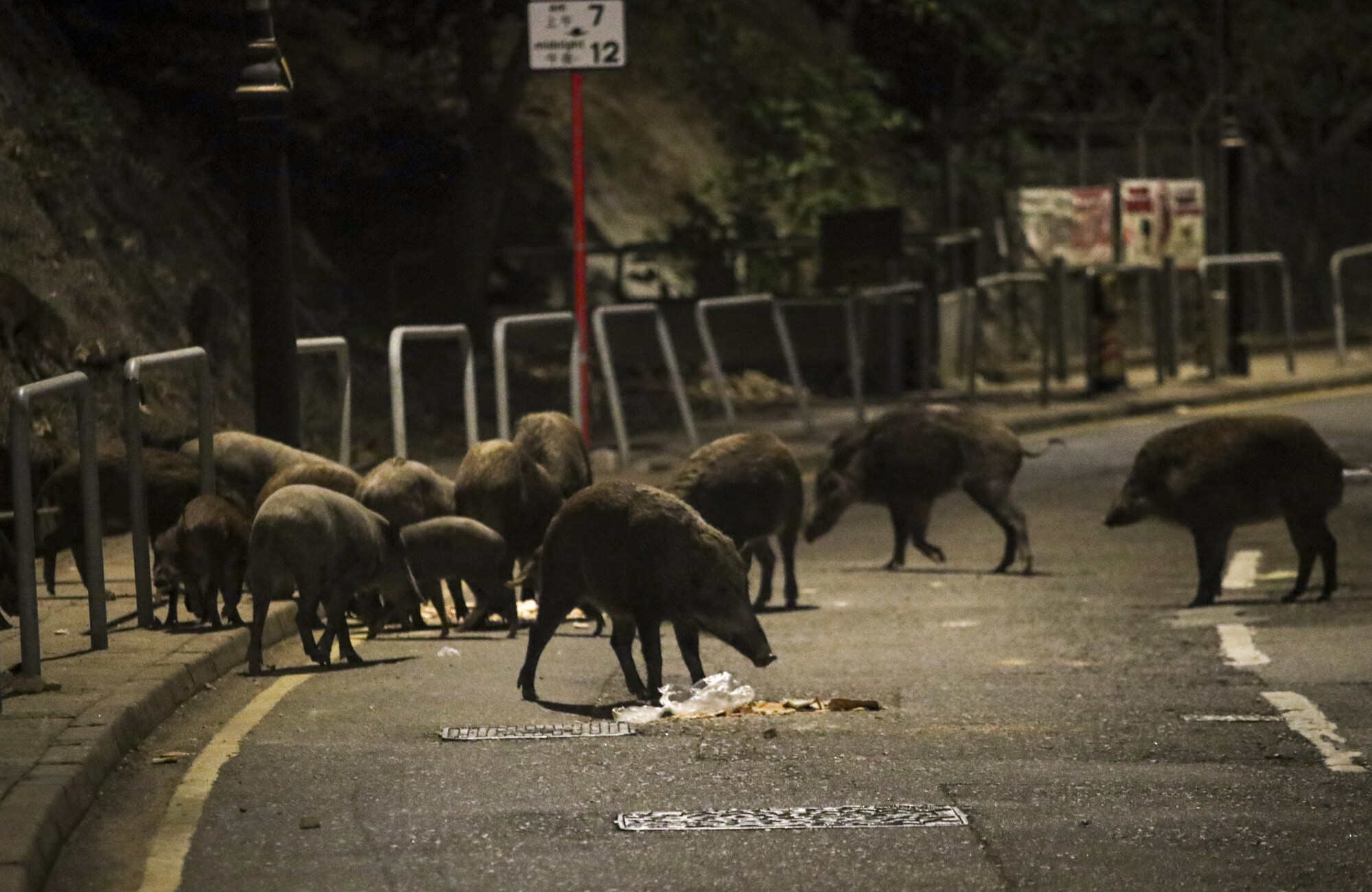 The Agriculture, Fisheries and Conservation Department began euthanising wild pigs in November 2021. Photo: Edmond So