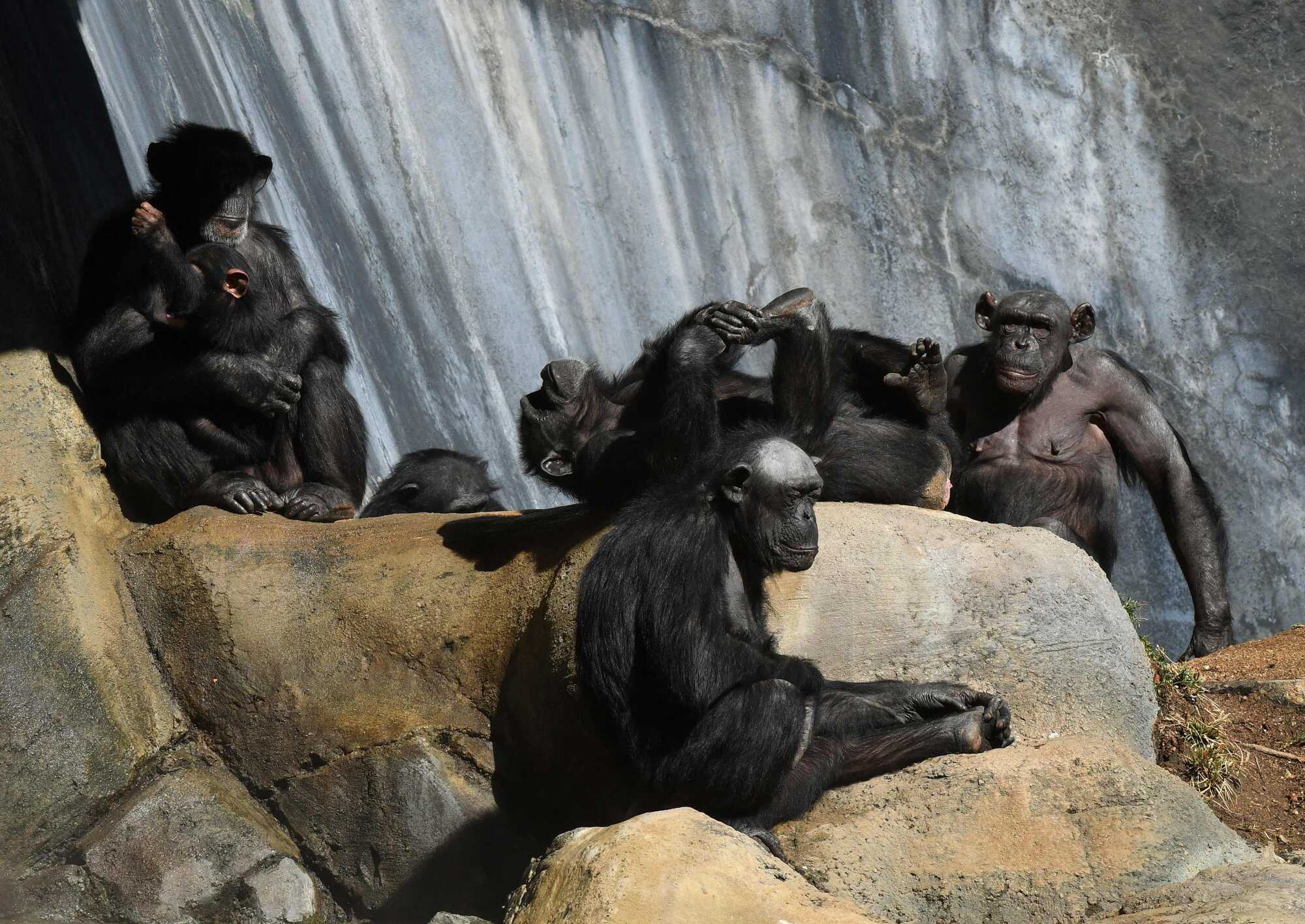 Researchers were surprised that the rambunctious teasing among great apes “rarely resulted in any aggressive behaviour”. Photo: AFP