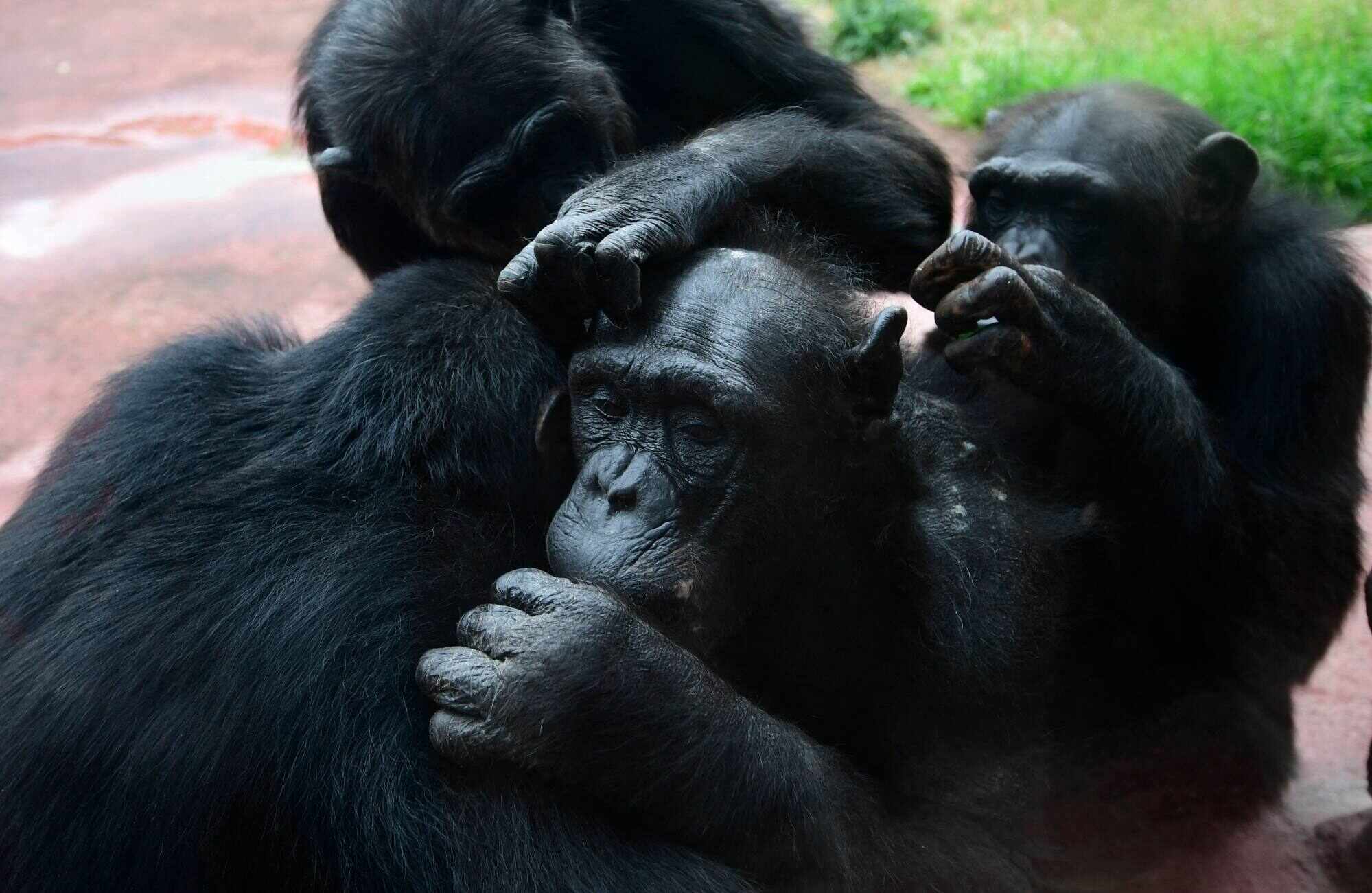 Most of the interactions between great apes involved a youth starting to tease an adult, then repeating the gesture until they got a reaction. Photo: AFP