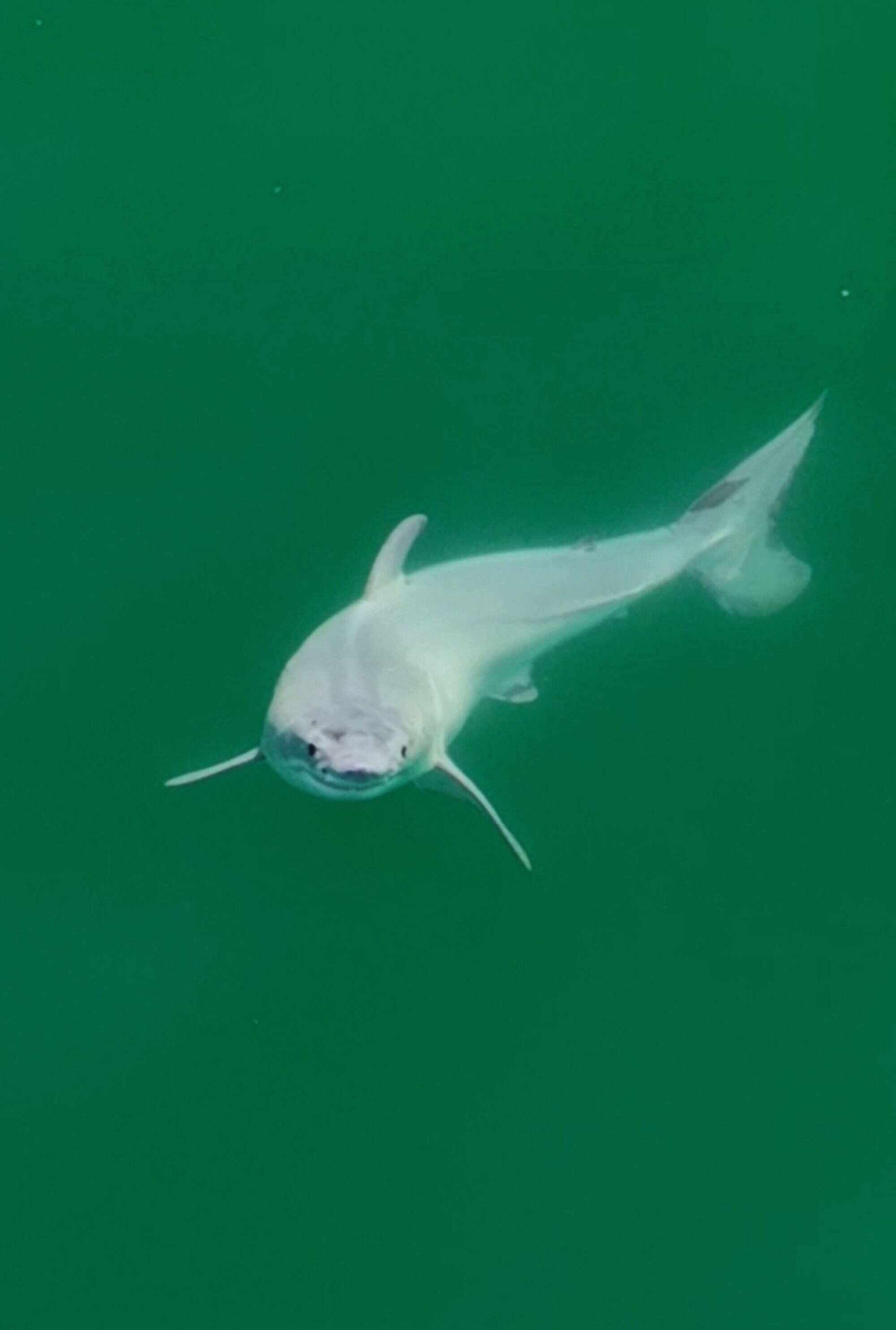 Drone footage captures what is probably a baby great white shark | Young  Post Club, image size:2000x2969
