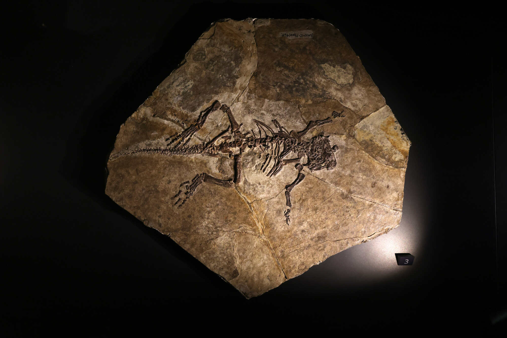 Fossils are the preserved remains of ancient plants and animals. Photo: May Tse