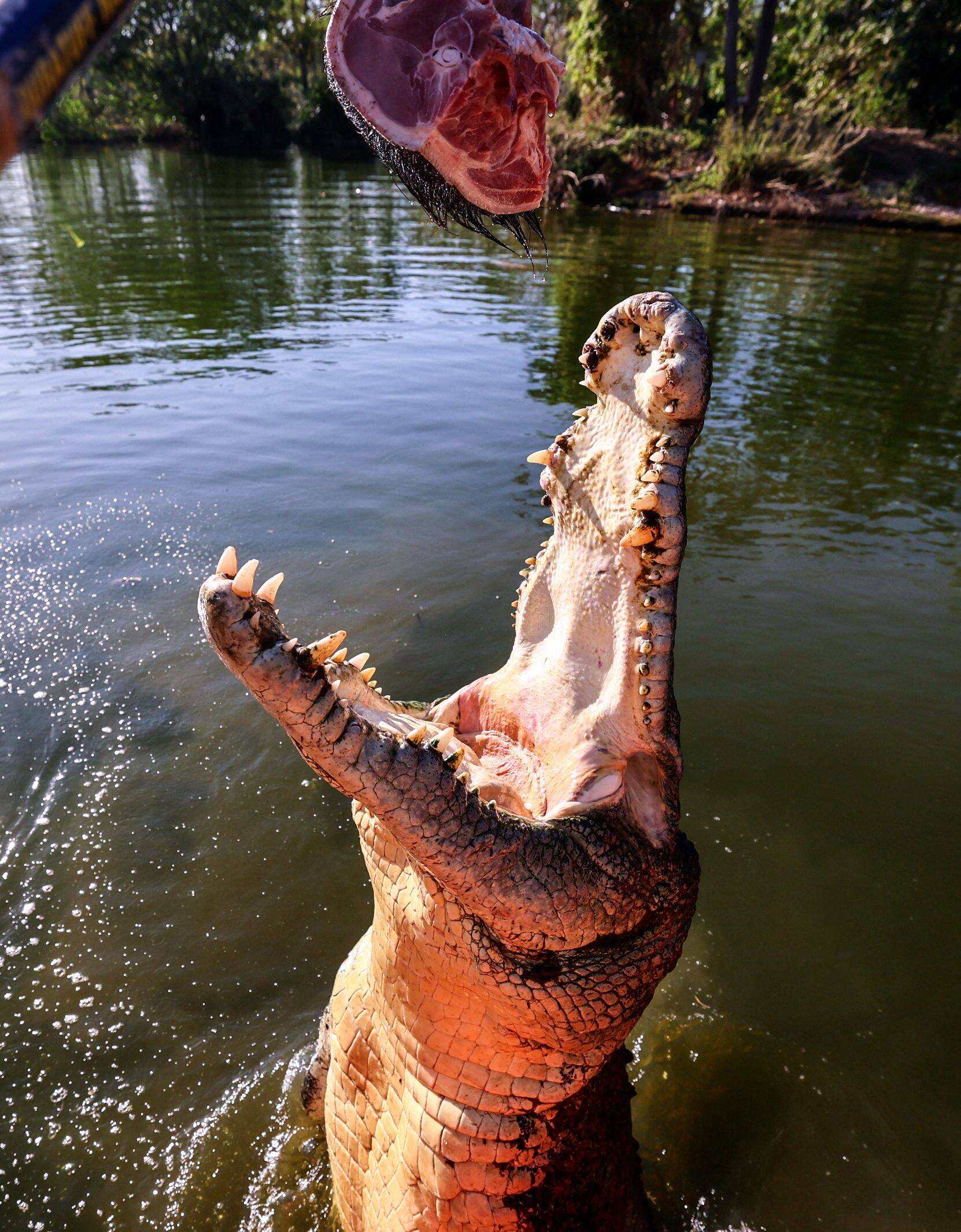 A crocodile leaps out of the water towards a piece of meat on a stick in a lagoon at Crocodylus Park in Australia. Photo: AFP