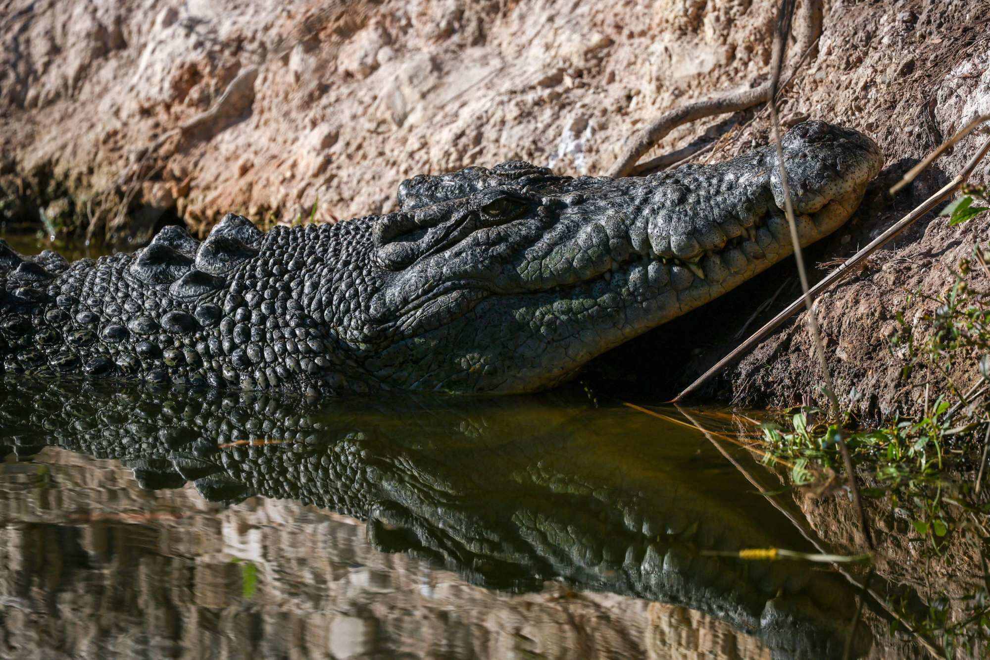 A large number of crocodiles can be found near the Australian city of Darwin. Photo: AFP
