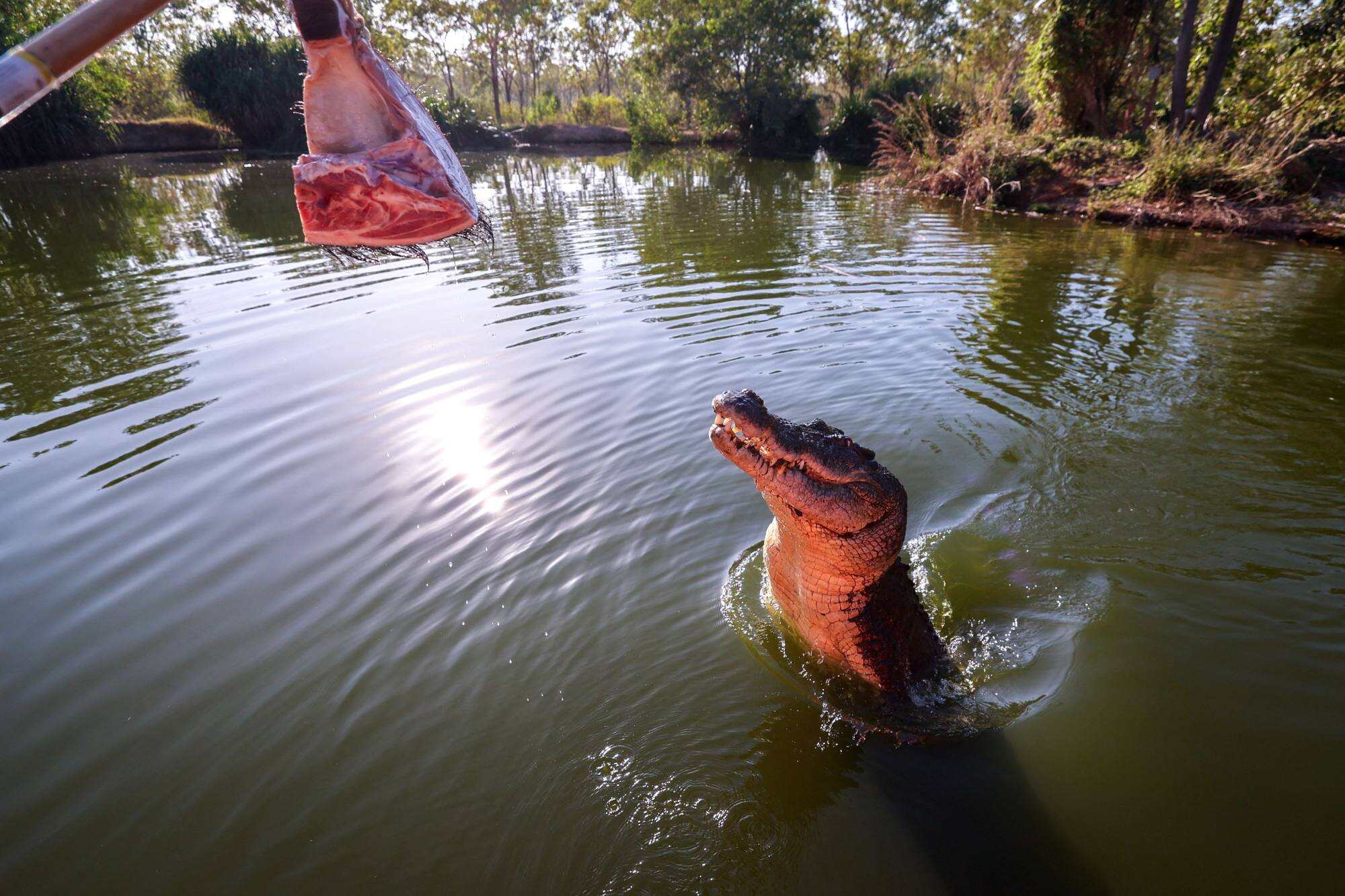 Experts say you cannot train a crocodile, but you can put them in a place where they are not going to be a problem. Photo: AFP