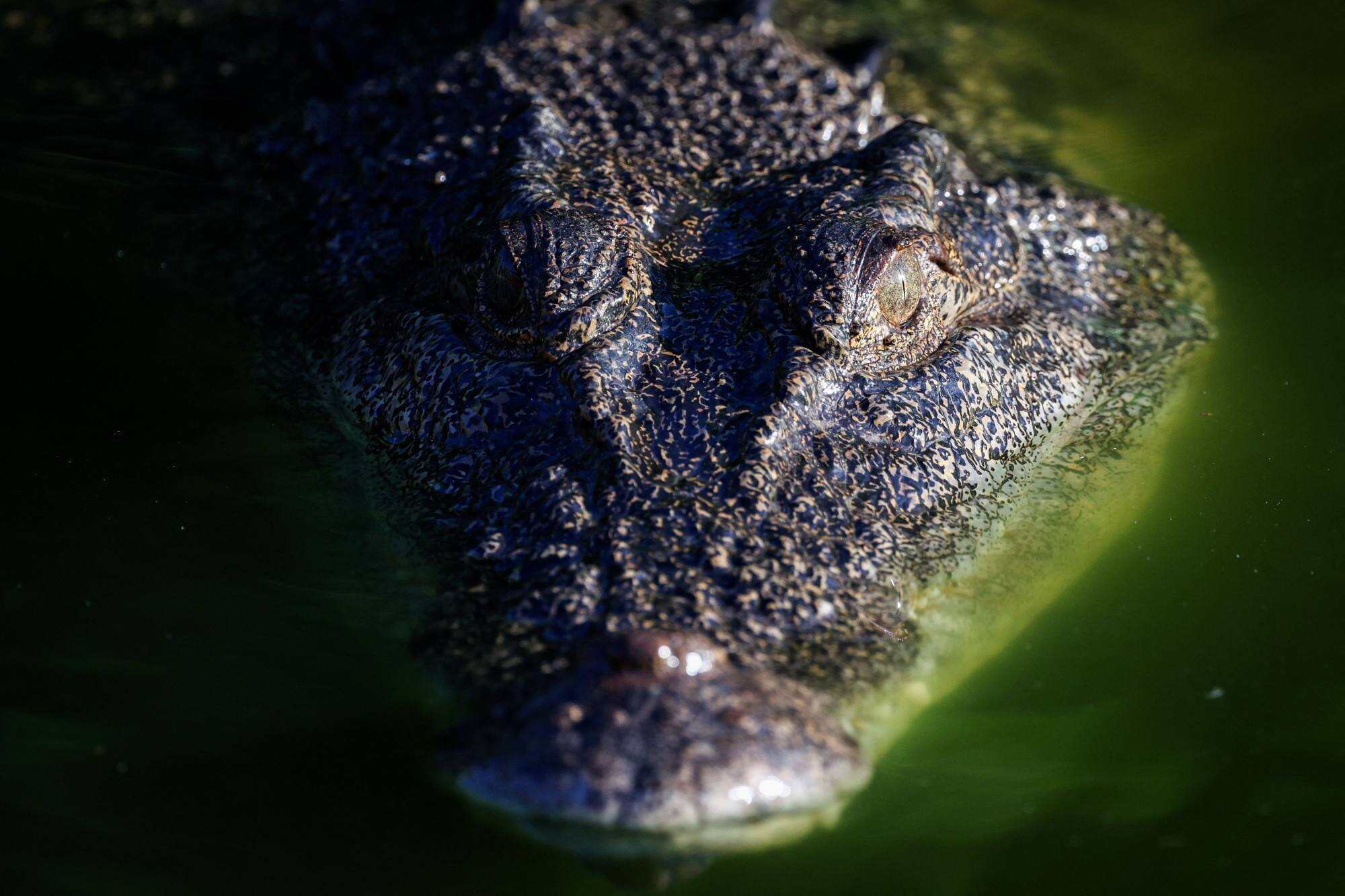 The Australian crocodile leather trade relies on farms primarily stocked with eggs and animals plucked from the wild. Photo: AFP