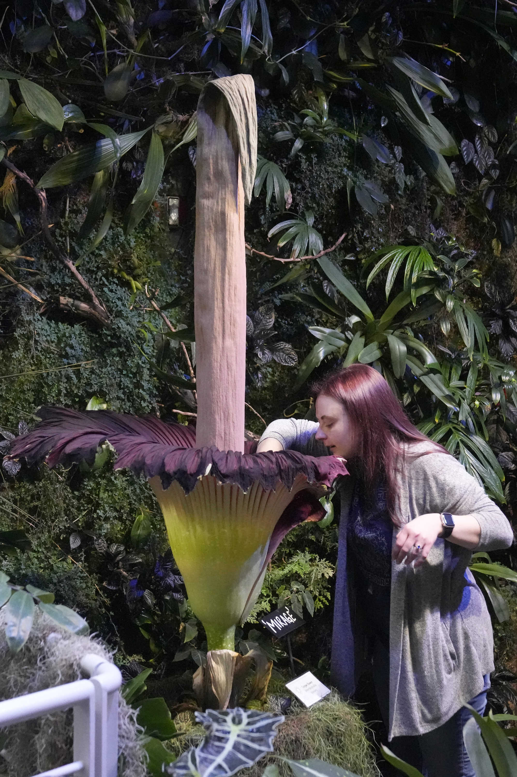 The “Amorphophallus titanium” is native to the Indonesian island of Sumatra. Photo: AP