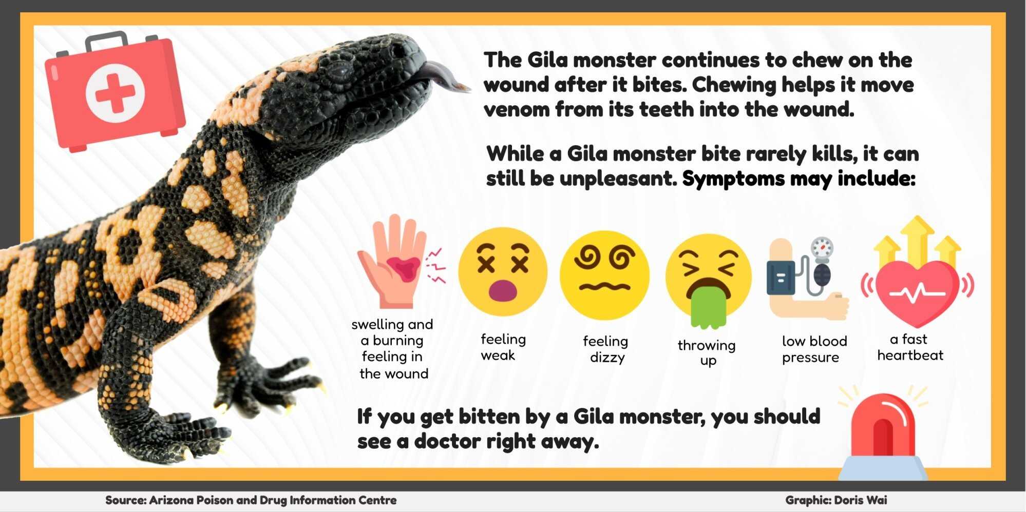 What is the Gila monster, and why is this lizard's bite so dangerous? |  Young Post Club