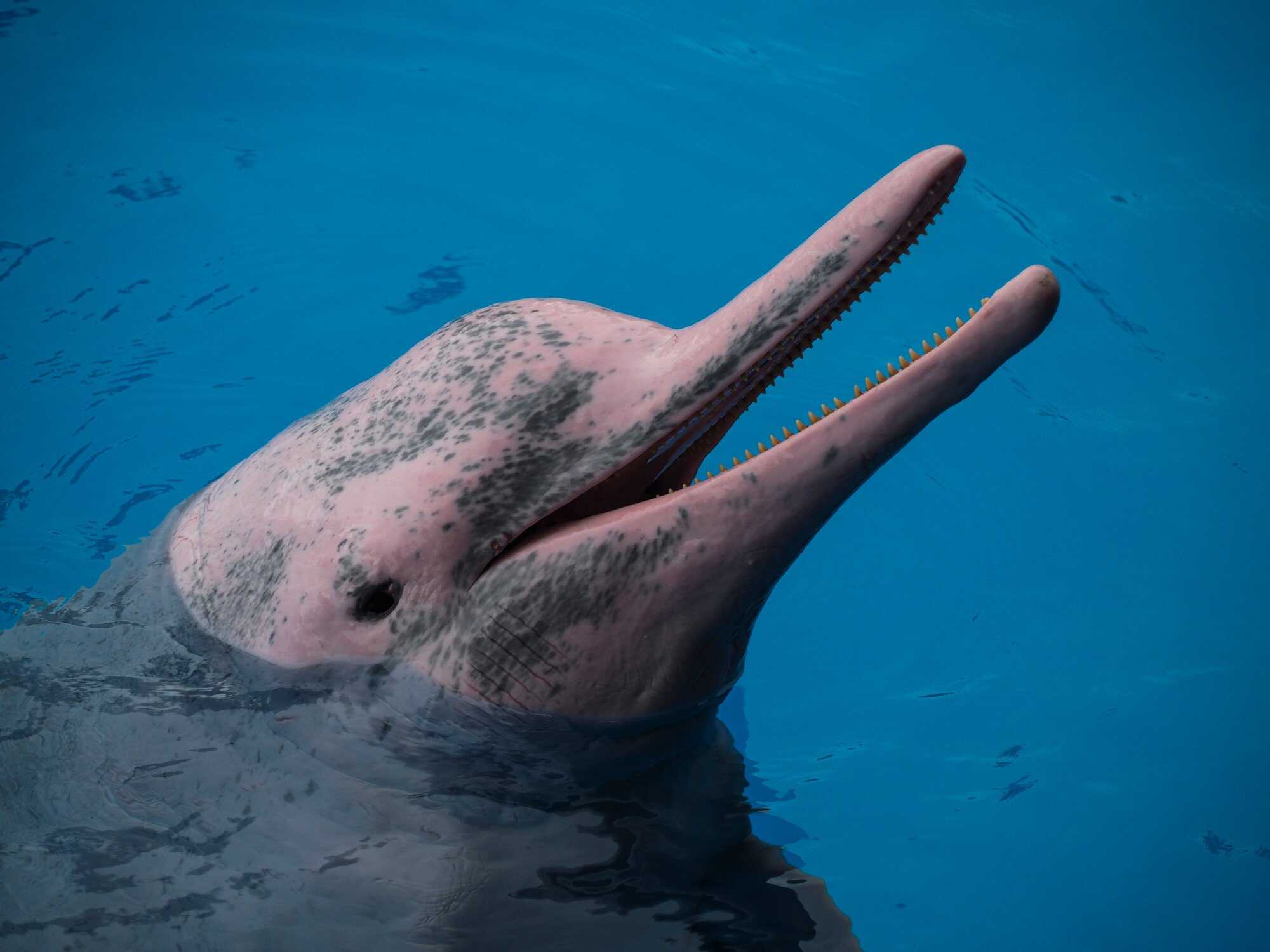 More must be done to protect Hong Kong’s pink dolphins, researchers say. Photo: Shutterstock