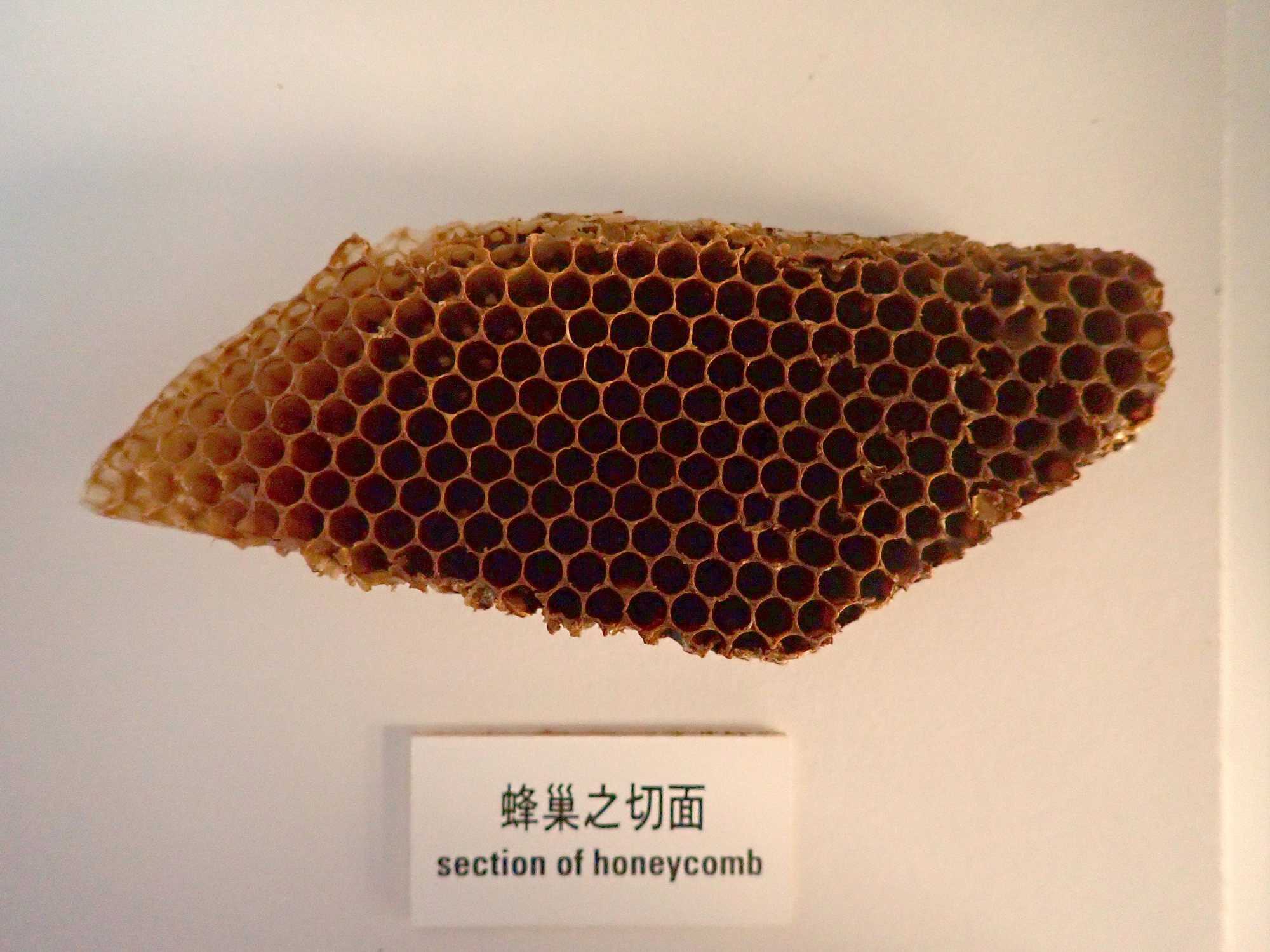 Learn more about honeybees at the Hong Kong Science Museum’s “Getting to Know the Bees and Wasps” workshop. Photo: Handout