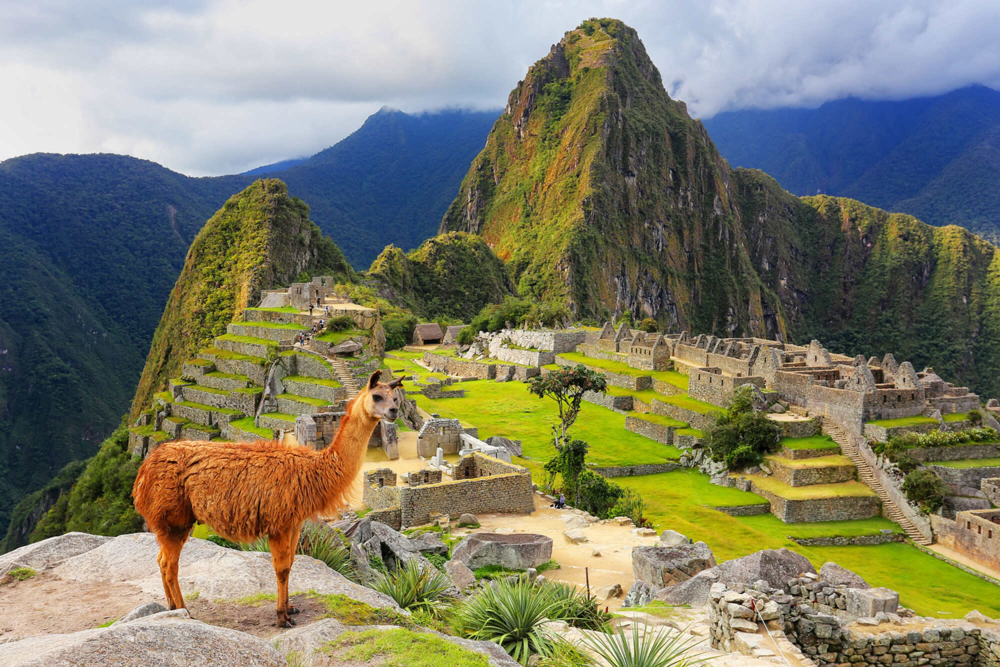Hang out with llamas in Machu Picchu! Photo: Shutterstock