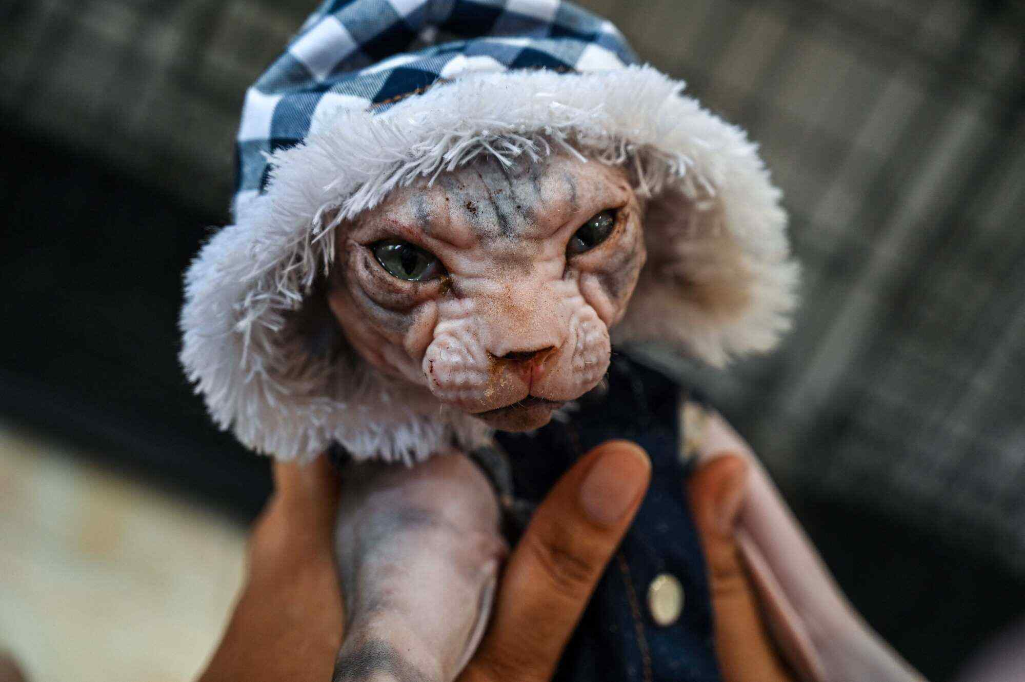 A staff member checks on a Spinx cat in House of Pets, a special pets house for people heading towards their hometowns for the Eid al-Fitr festivities, in Malaysia. Photo: AFP