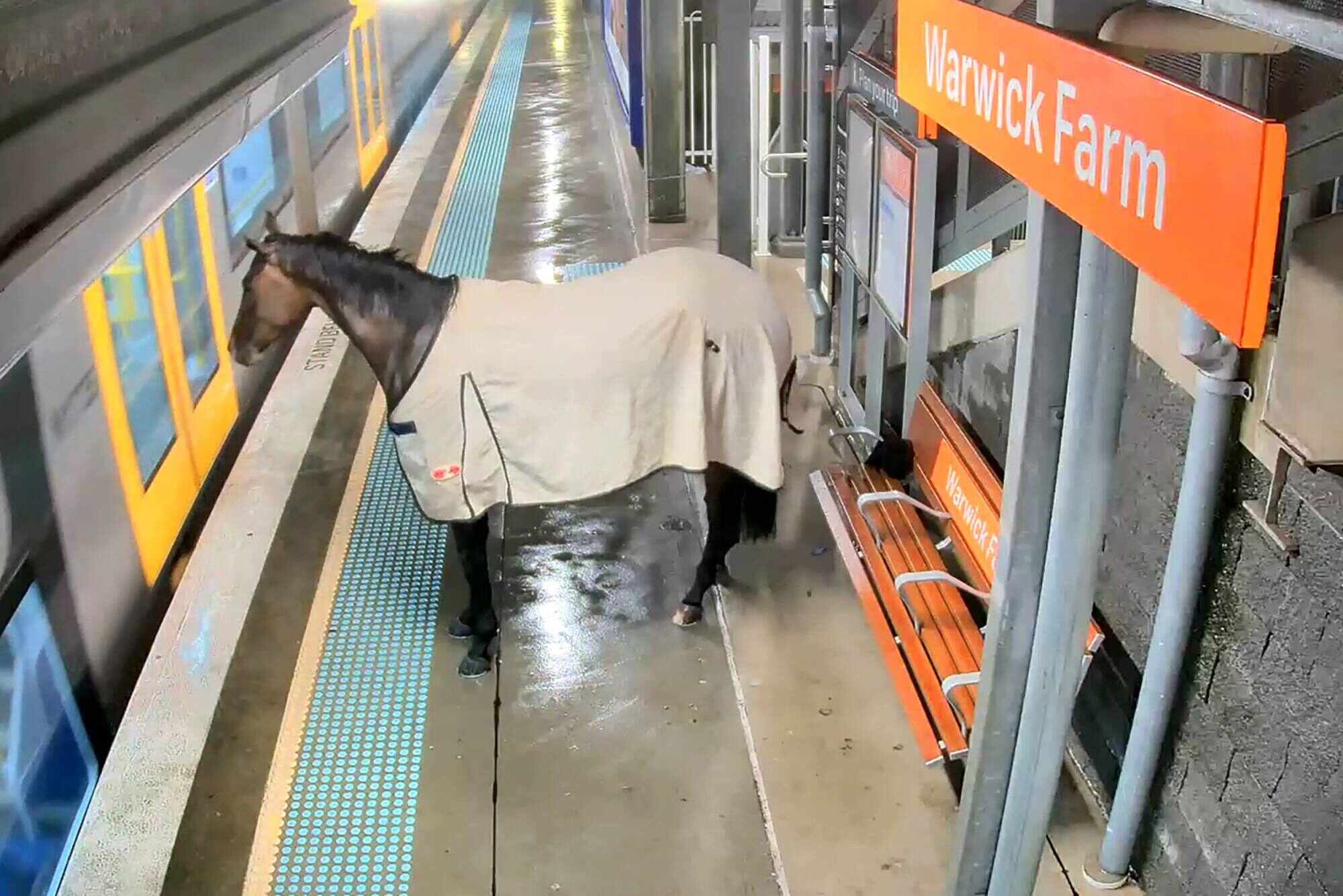 This security footage shows a rogue racehorse at a train station in outer Sydney. Photo: Transport of NSW / AFP