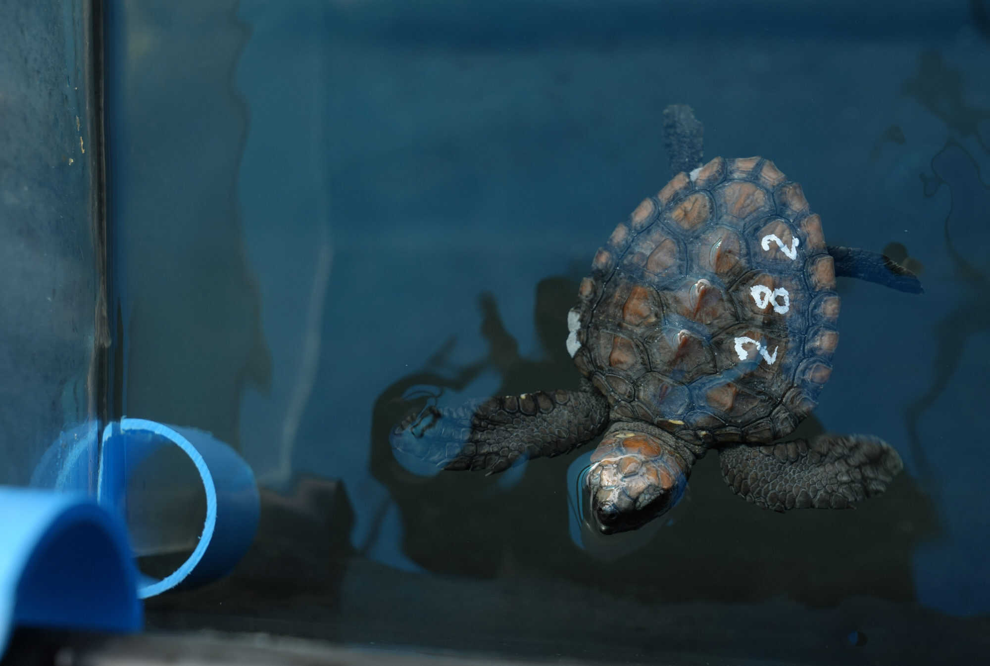 The Two Oceans Aquarium is stretched beyond capacity after taking in 400 baby sea turtles, which were rescued by members of the public. Photo: AP