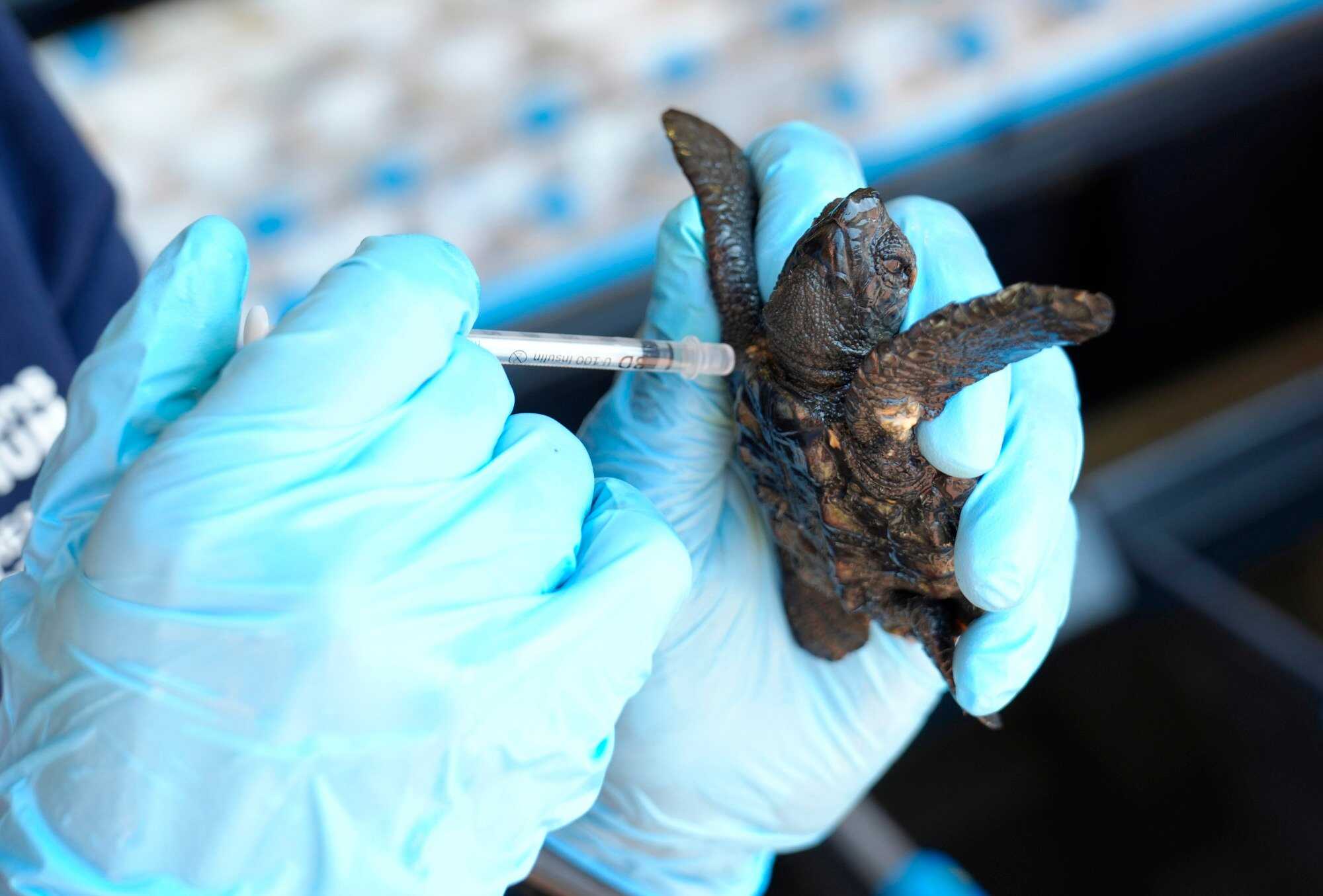 The Turtle Conservation Centre at the Two Oceans Aquarium usually receives a few to maybe 100 stranded young turtles in the three to four months after hatching season. Photo: AP