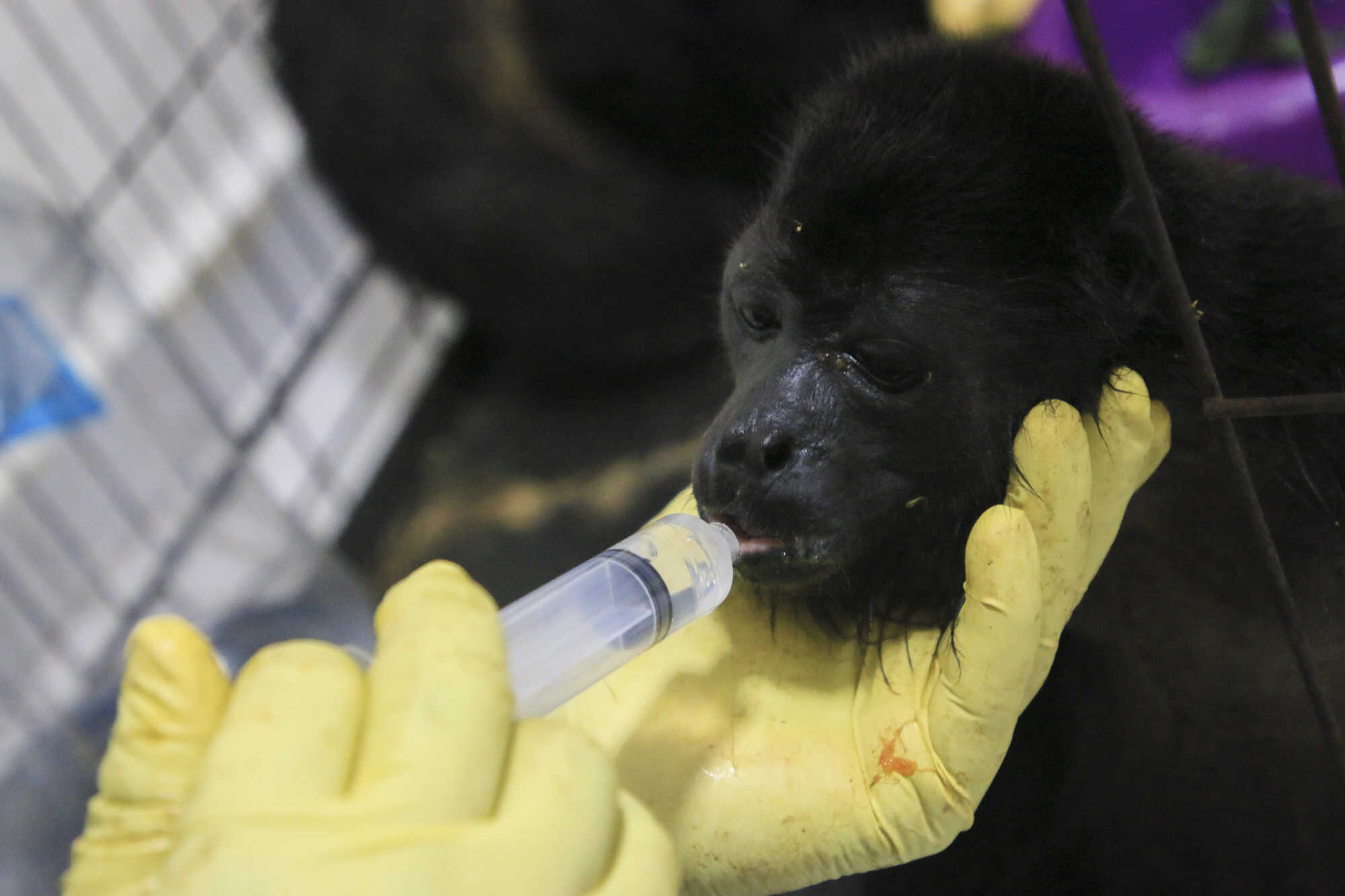 A veterinary surgeon feeds a young howler monkey rescued amid extremely high temperatures in Mexico. Photo: AP