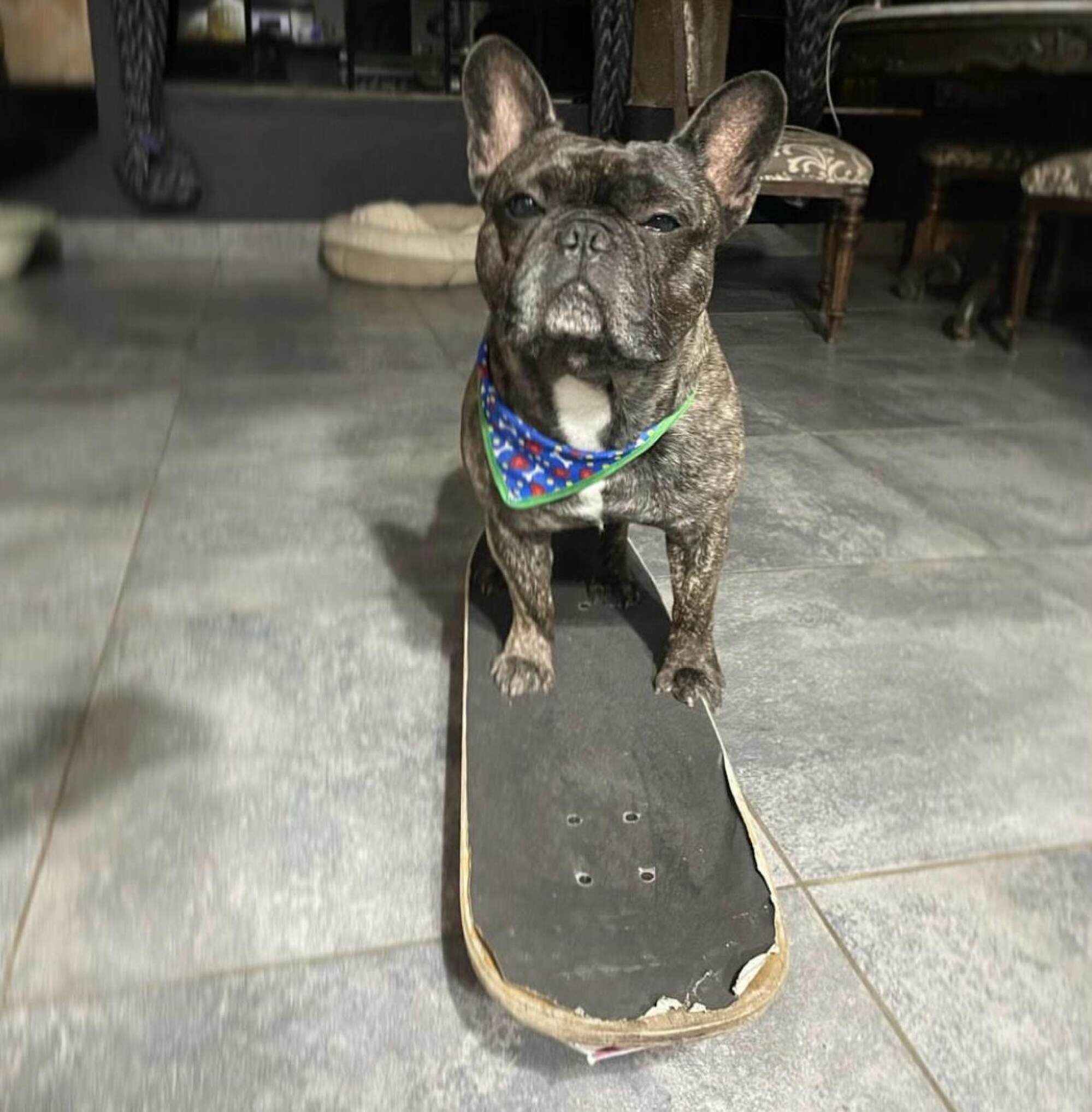 In the book, Milo claps his paws to power his magic skateboard. Photo: Handout
