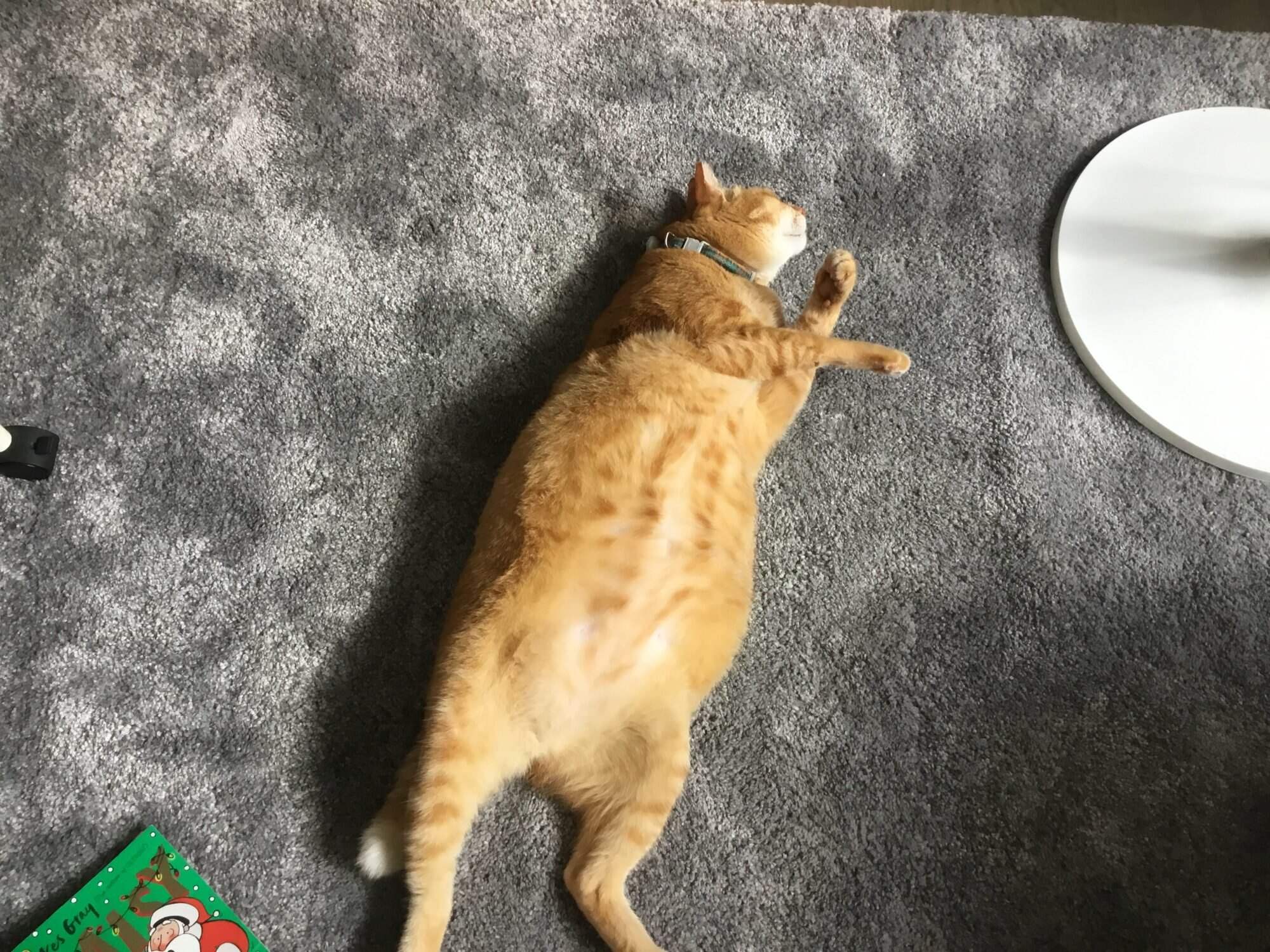 Pattra’s pet cat Baobao shows his belly. Photo: Handout
