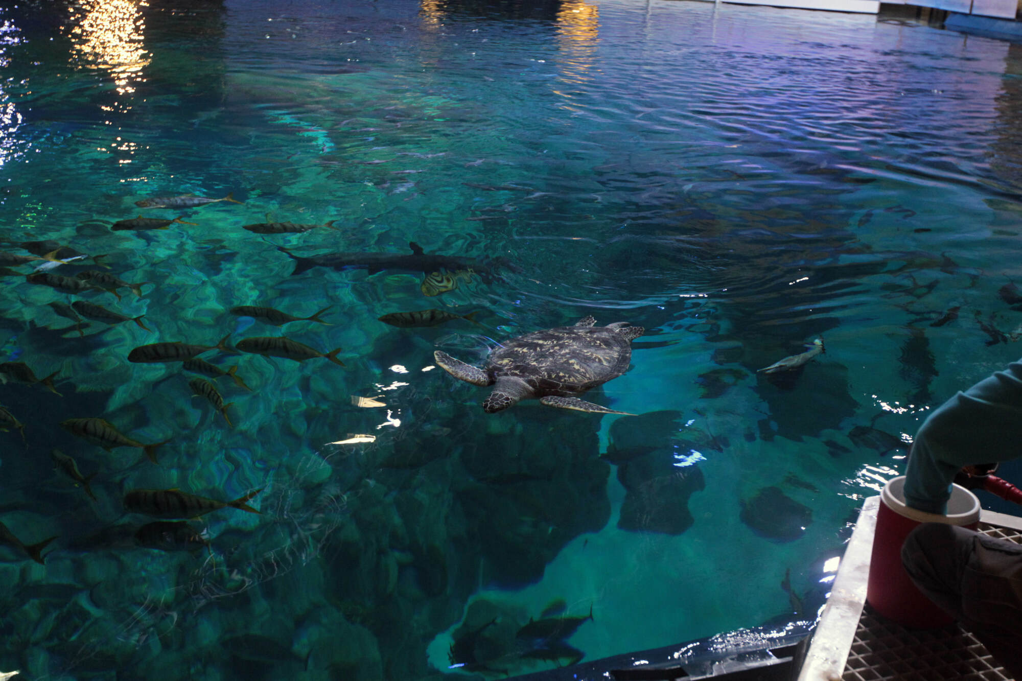 Ocean Park’s management said its staff has saved more than 100 turtles since 2000. Photo: Handout