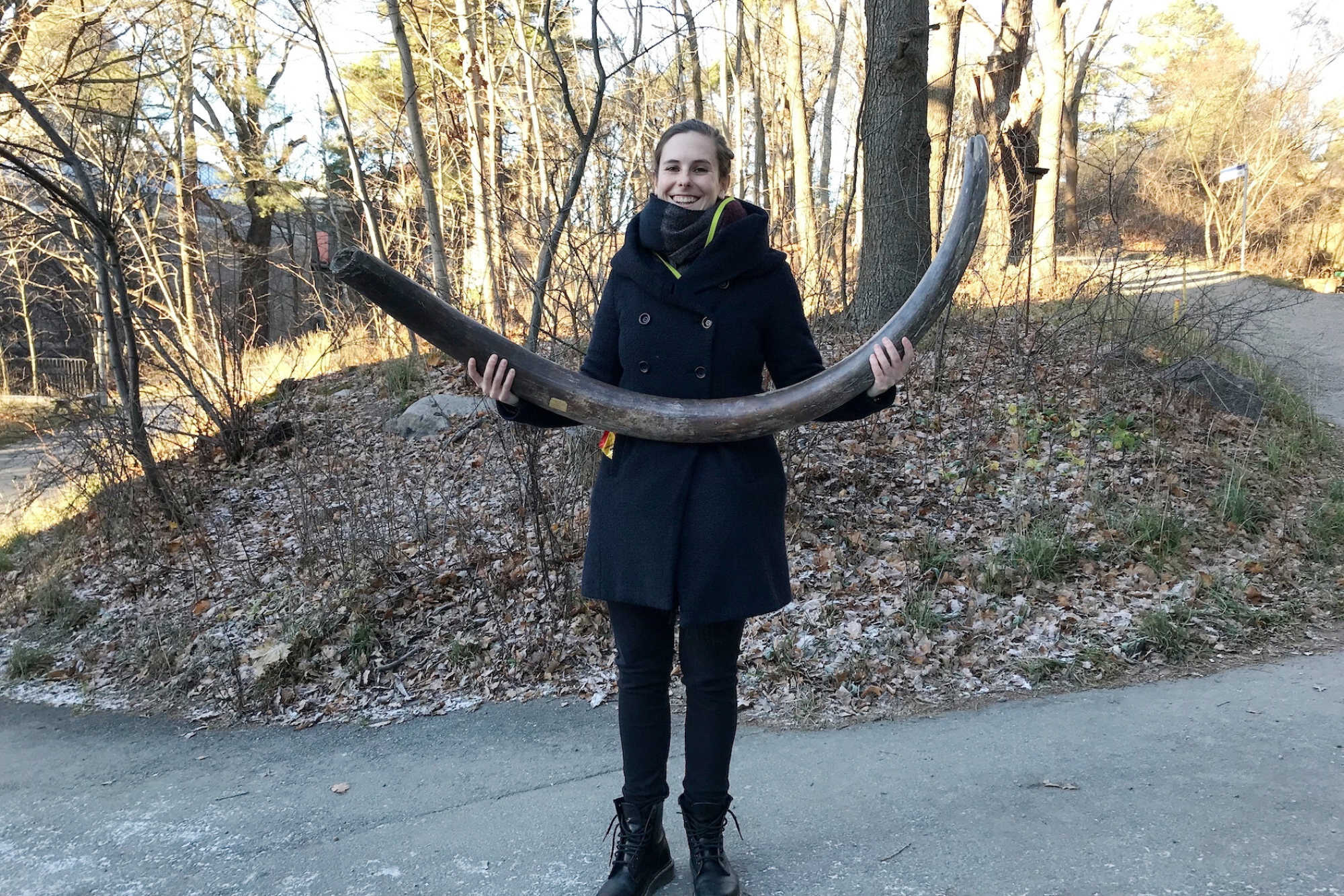 Evolutionary geneticist Marianne Dehasque holds a woolly mammoth tusk in Stockholm, Sweden. Photo: Reuters