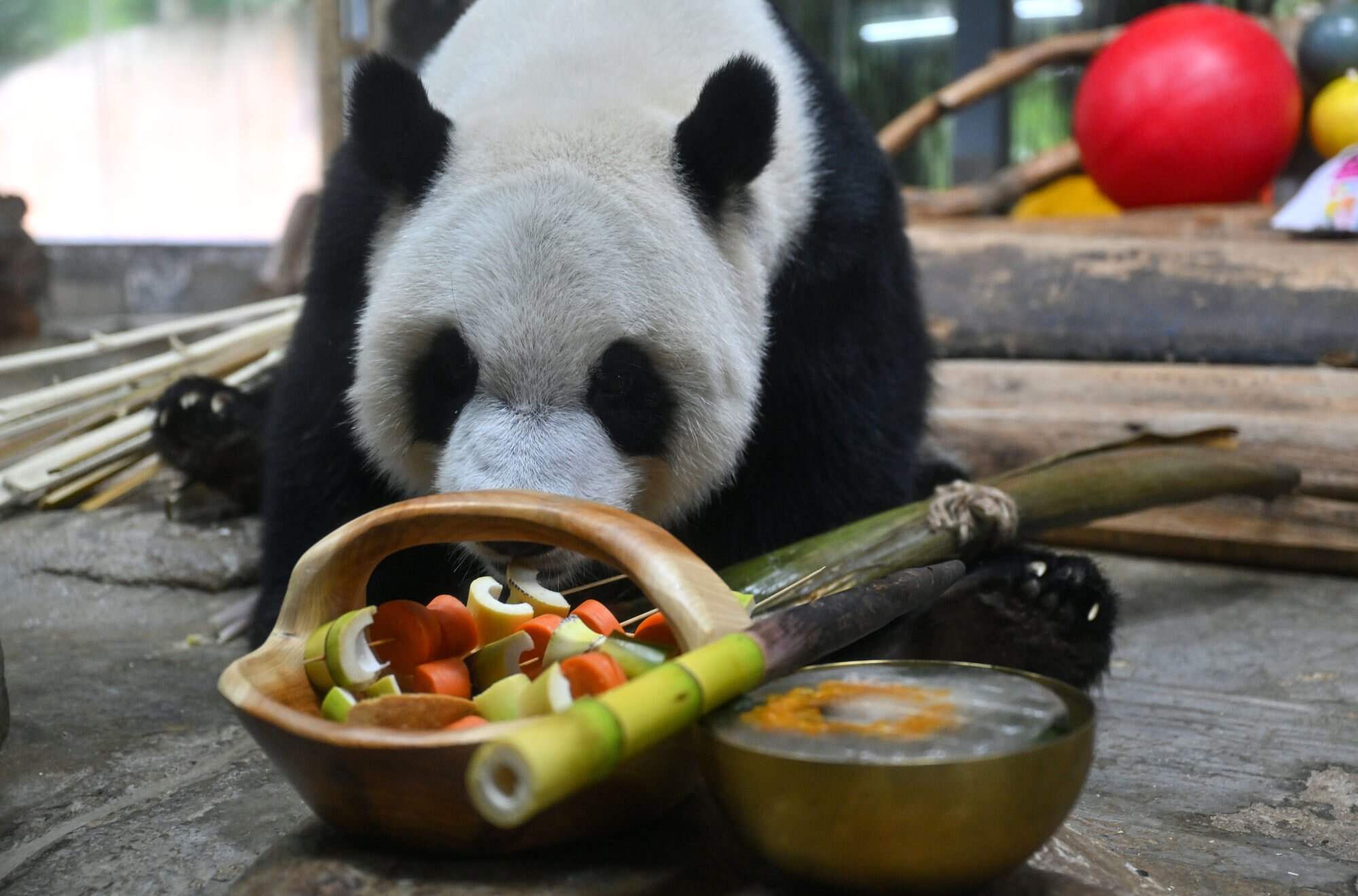 Giant panda Gong Gong eats chilled fruits and vegetables at Hainan Tropical Wildlife Park and Botanical Garden in China’s Hainan Province. Photo: Xinhua