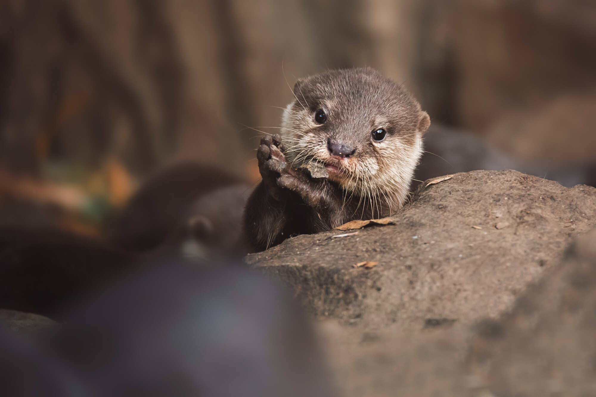 Let’s work together to give otters a safer place to live. Photo: Shutterstock