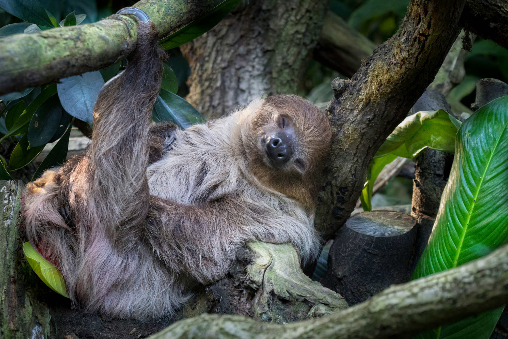 It’s always a good time for a nap! Photo: Shutterstock