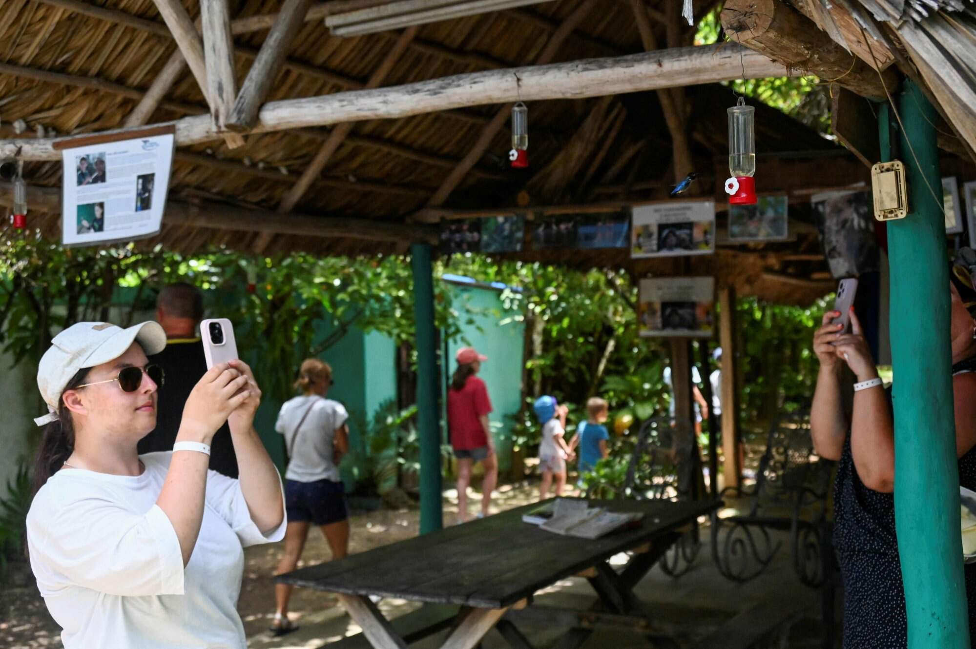 A tourist takes photos of a Zunzuncito hummingbird in the Hummingbird’s House in Palpite Town, Cuba. Photo: AFP