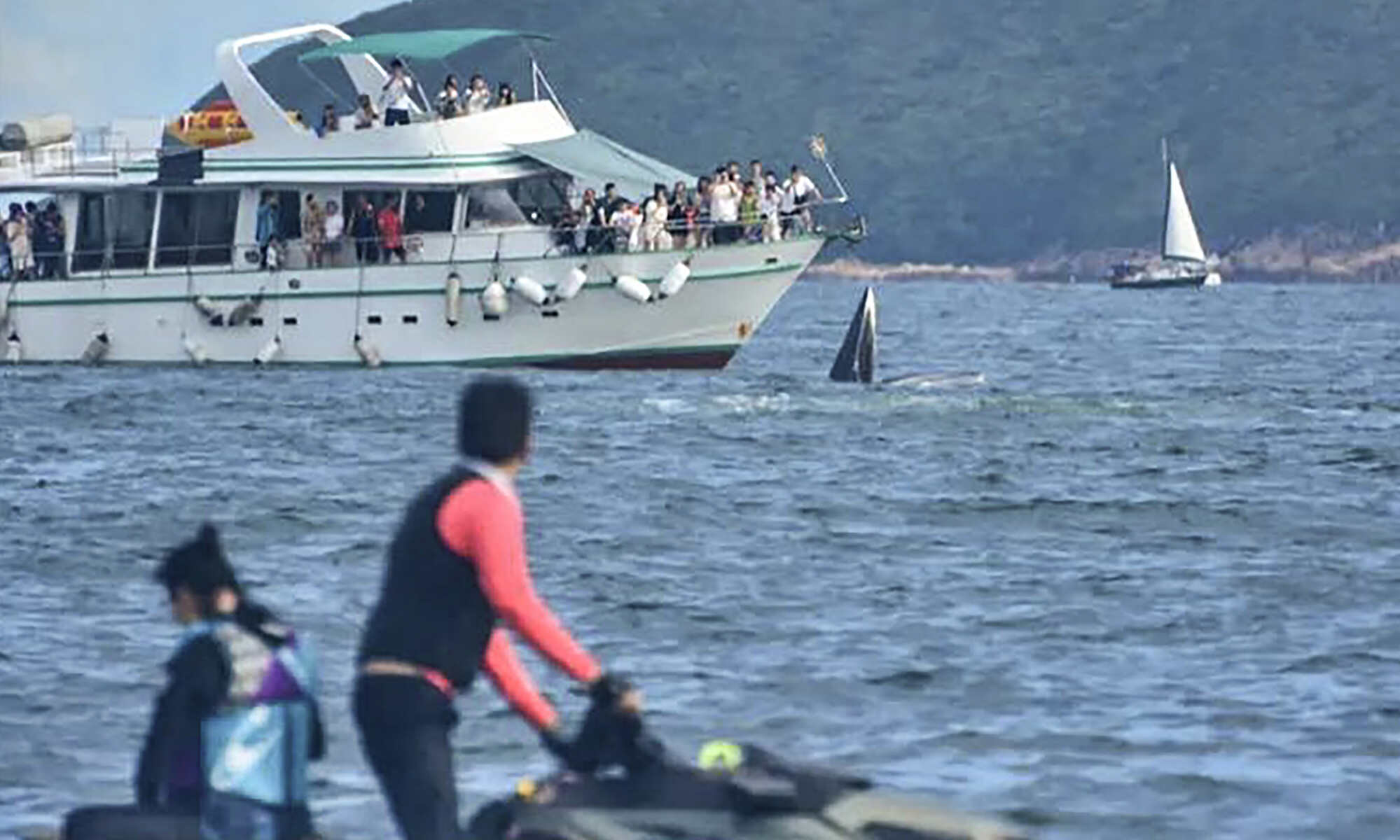 The appearance of the Bryde’s whale attracted marine traffic in Sai Kung. Photo: Ocean Park