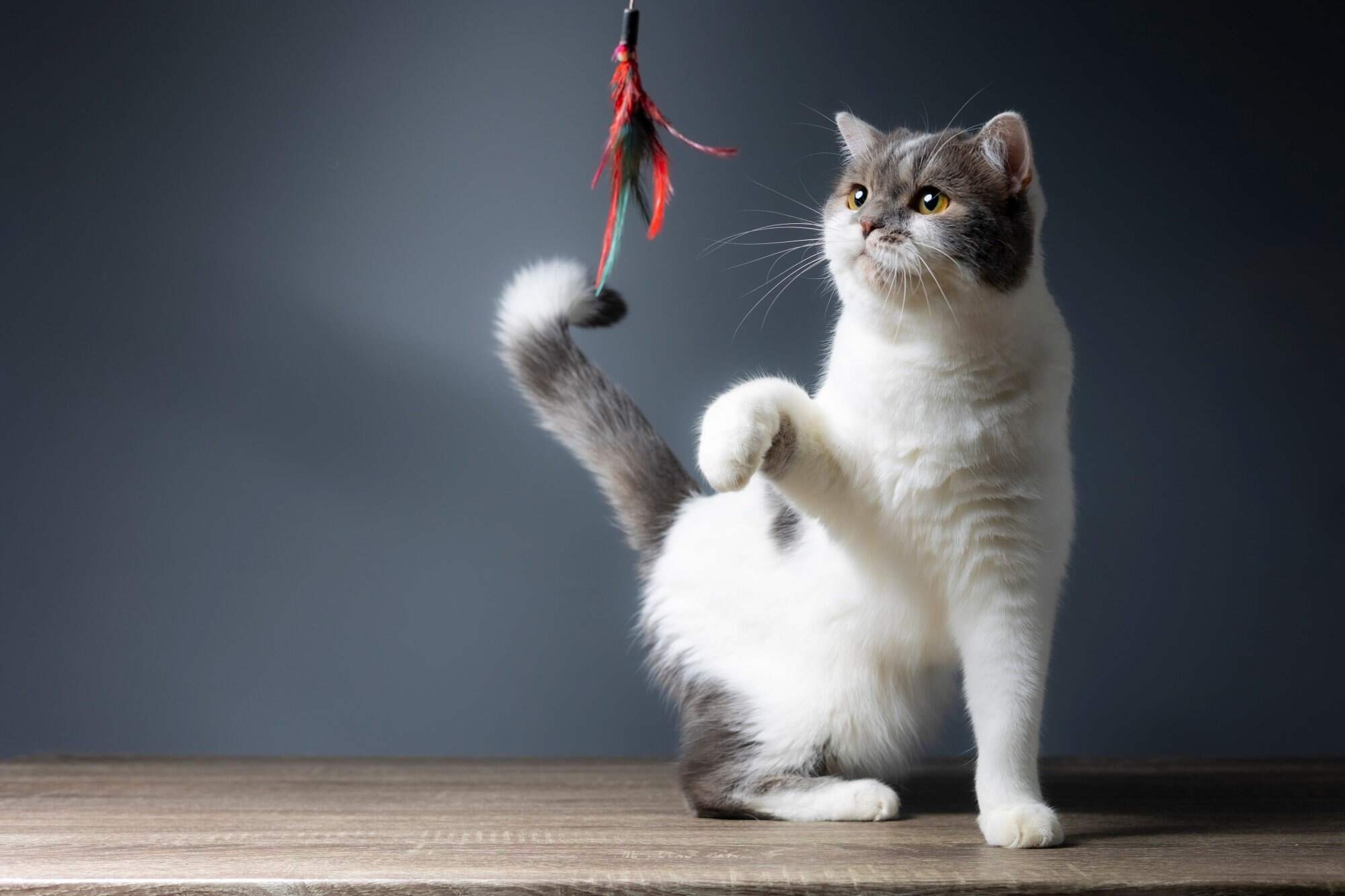 Here’s how to make a cat toy that you can donate to an animal shelter! Photo: Shutterstock