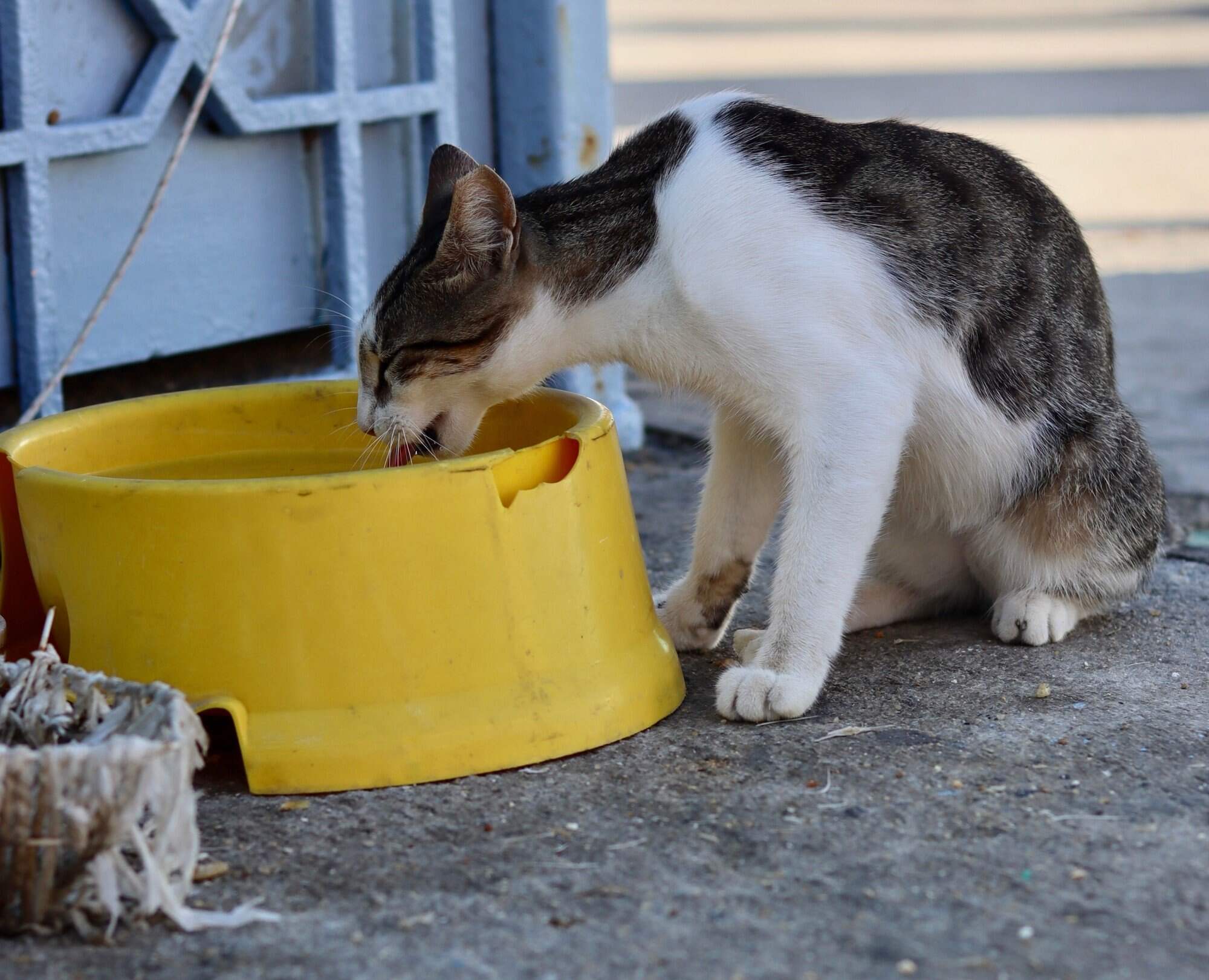 Hot days can be very tough for stray animals. Photo: Shutterstock