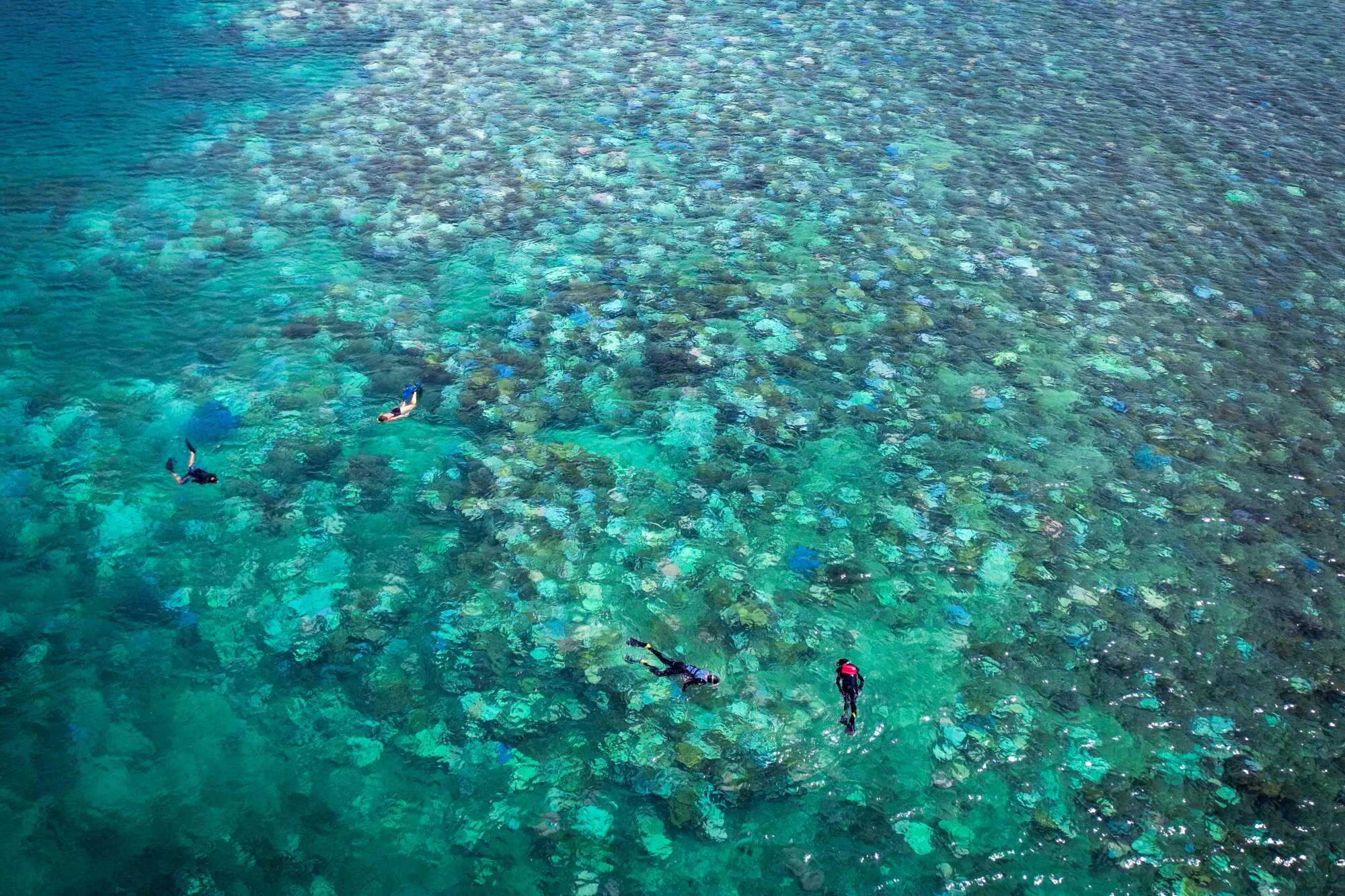 There is a growing need to understand biodiverse ecosystems, and the idea of deploying AI for acoustic monitoring is gaining steam. Photo: AFP