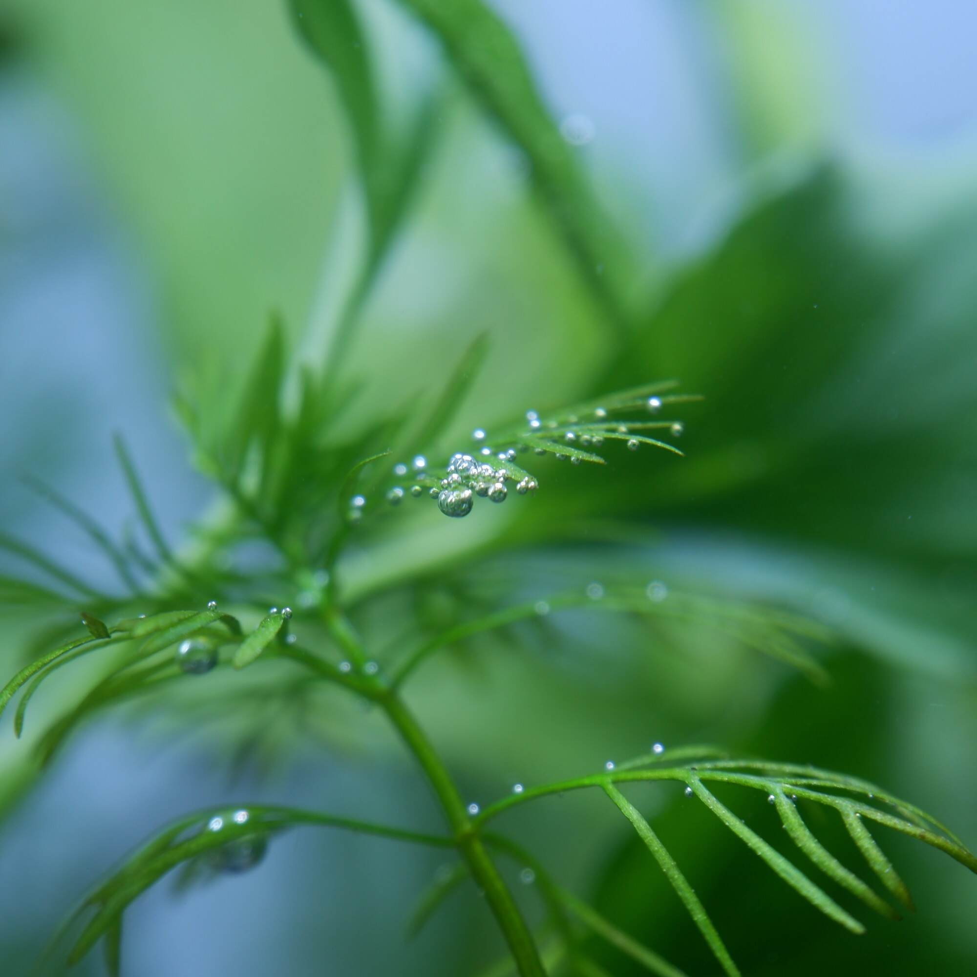 Learn how plants create food and oxygen, and trace your meals back to their plant origins. Photo: Shutterstock