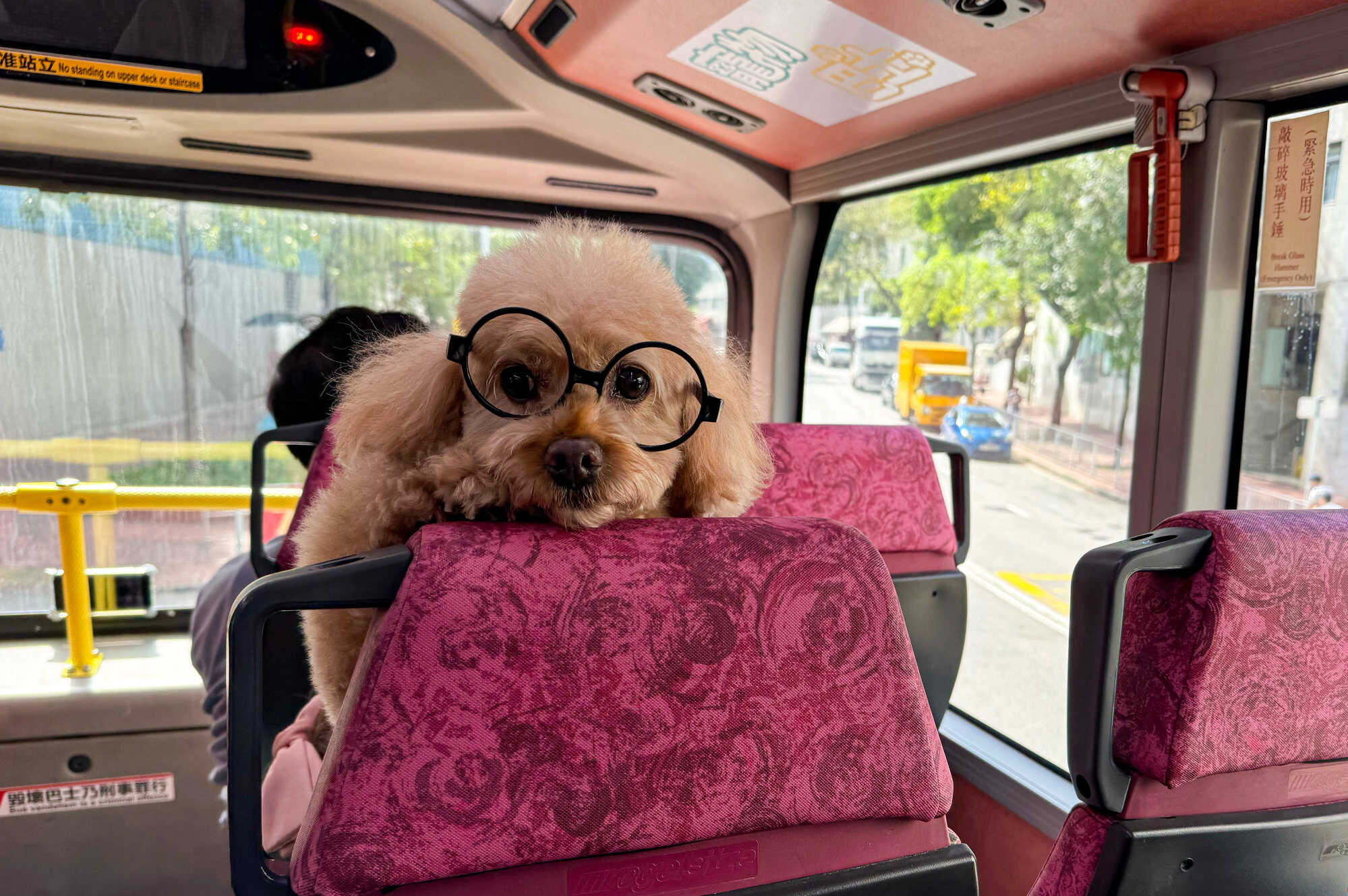 The service allows pet owners to travel with their dogs and cats to various pet-friendly destinations across the city. Photo: Lo Hoi-ying