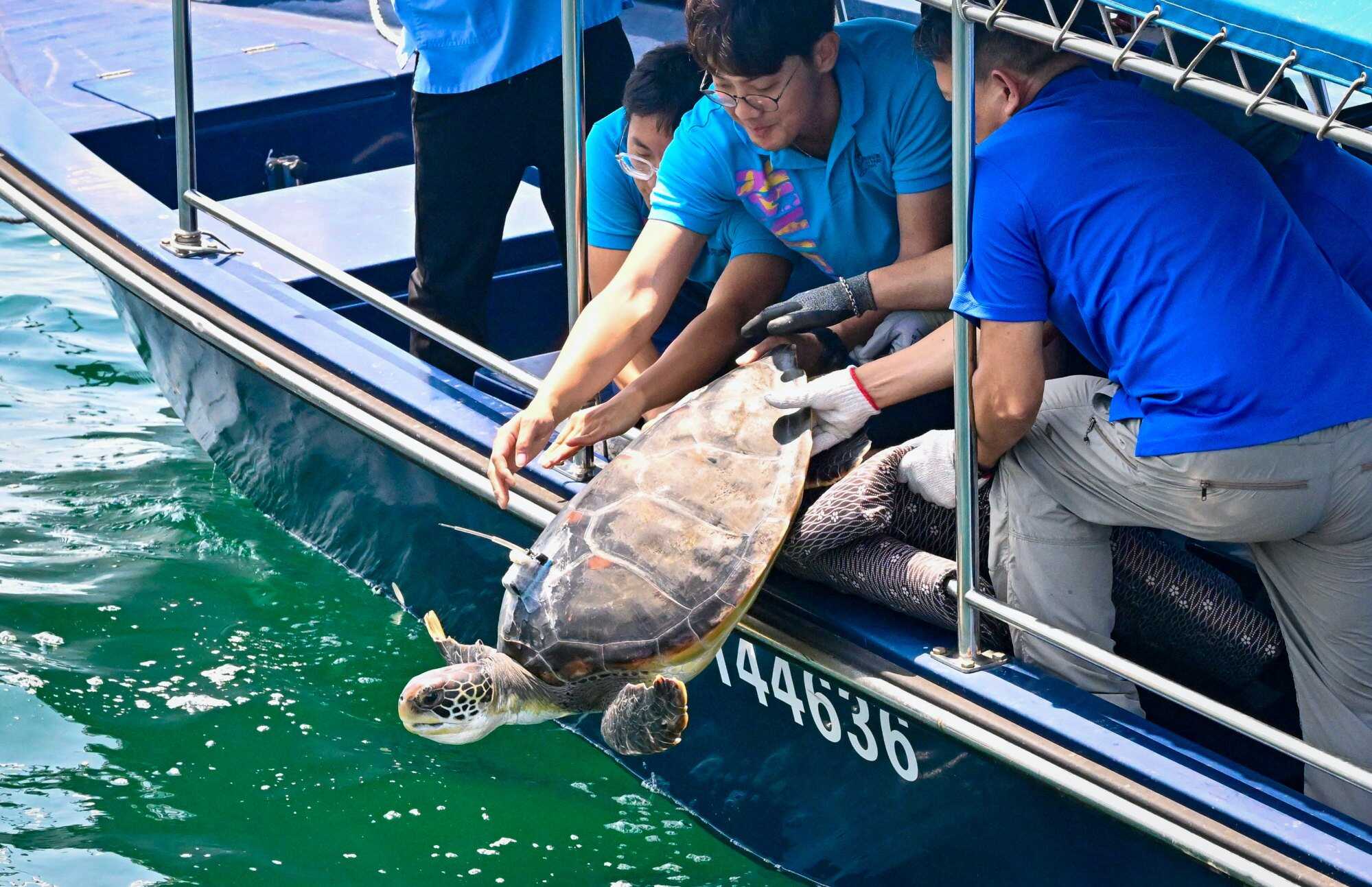 Hong Kong’s endangered green turtles can be found in its southern waters, surrounding Lamma Island. Photo: ISD