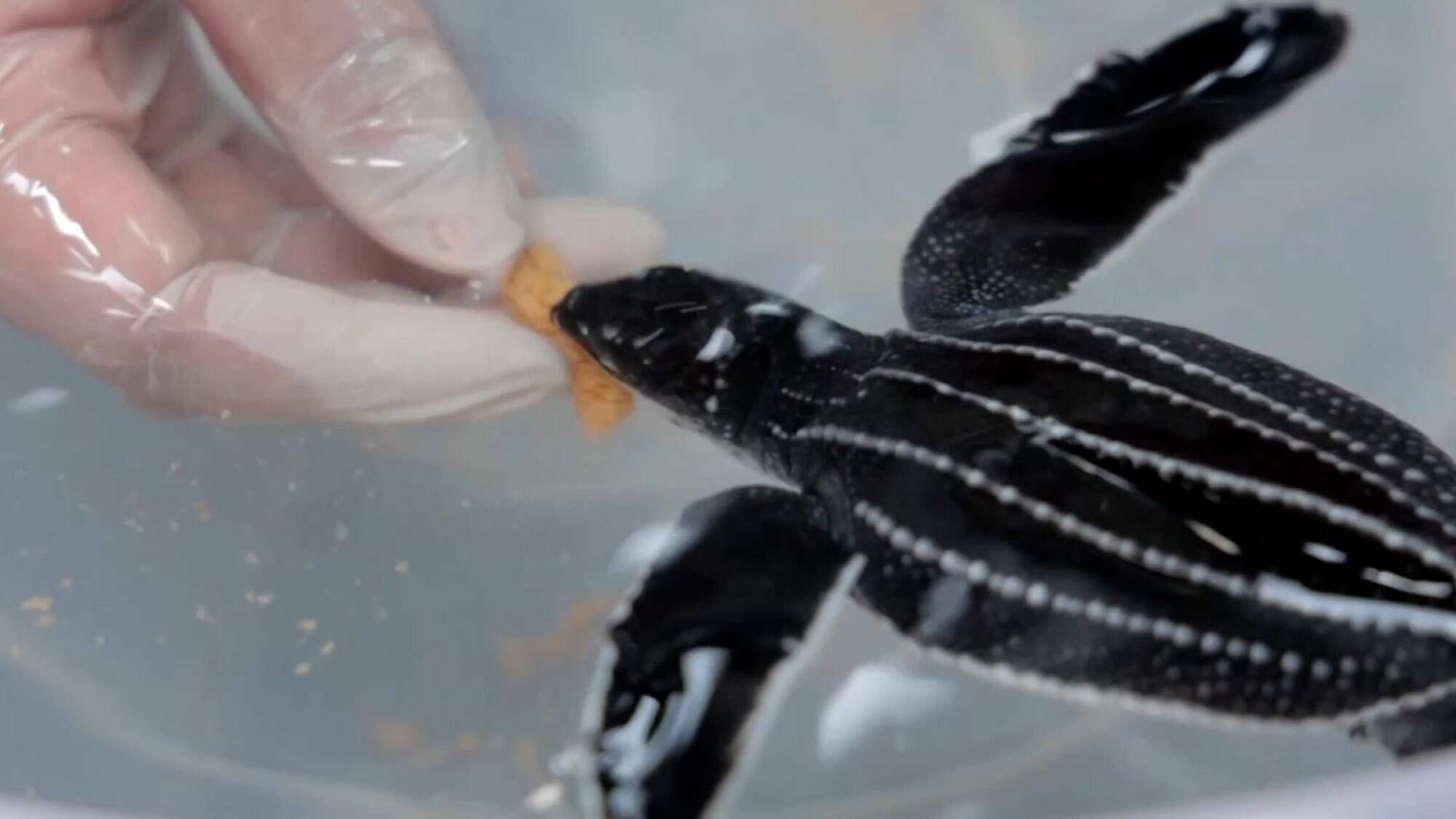 Only seven sea turtle species remain worldwide and nearly all are endangered. Photo: SCMP