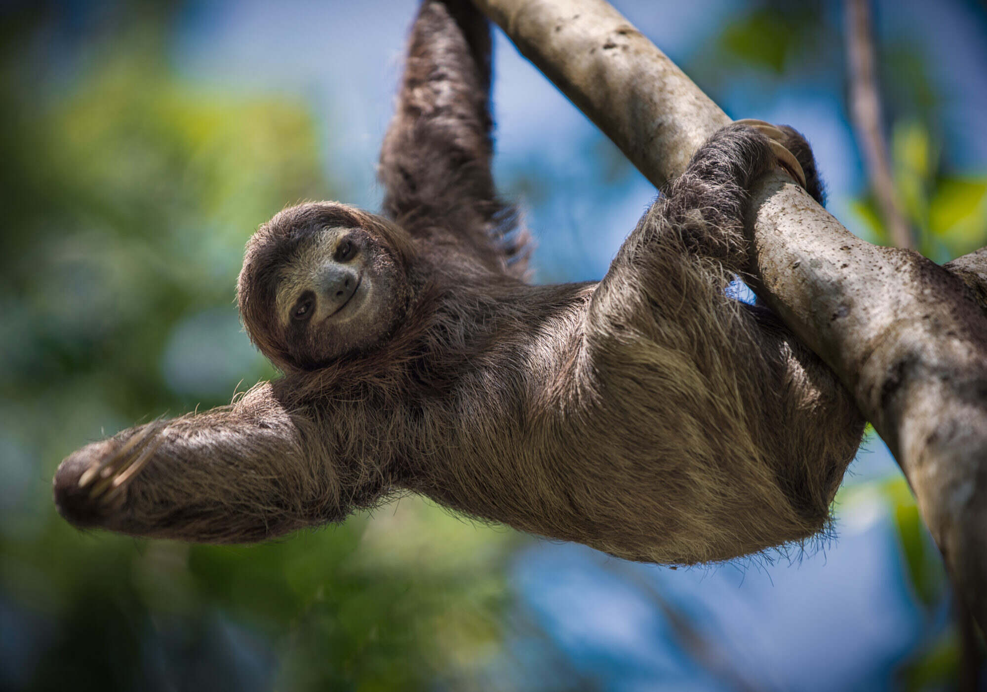 Sloths only take a poop once a week. Photo: Shutterstock