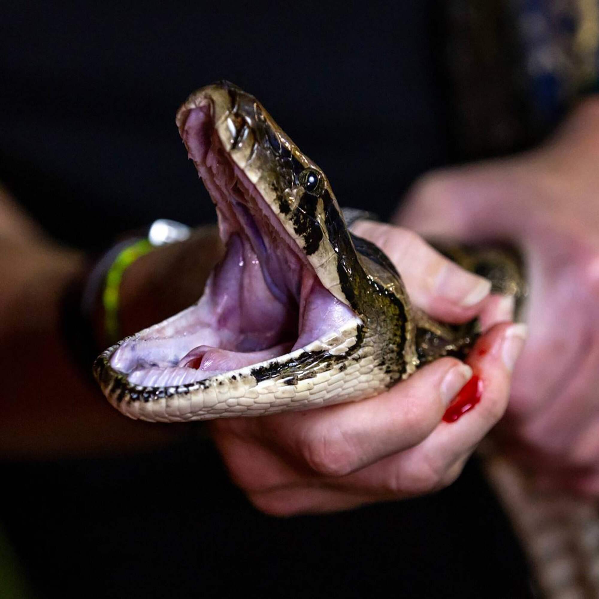 The name python was inspired by a giant snake in Greek folk tales. Photo: TNS
