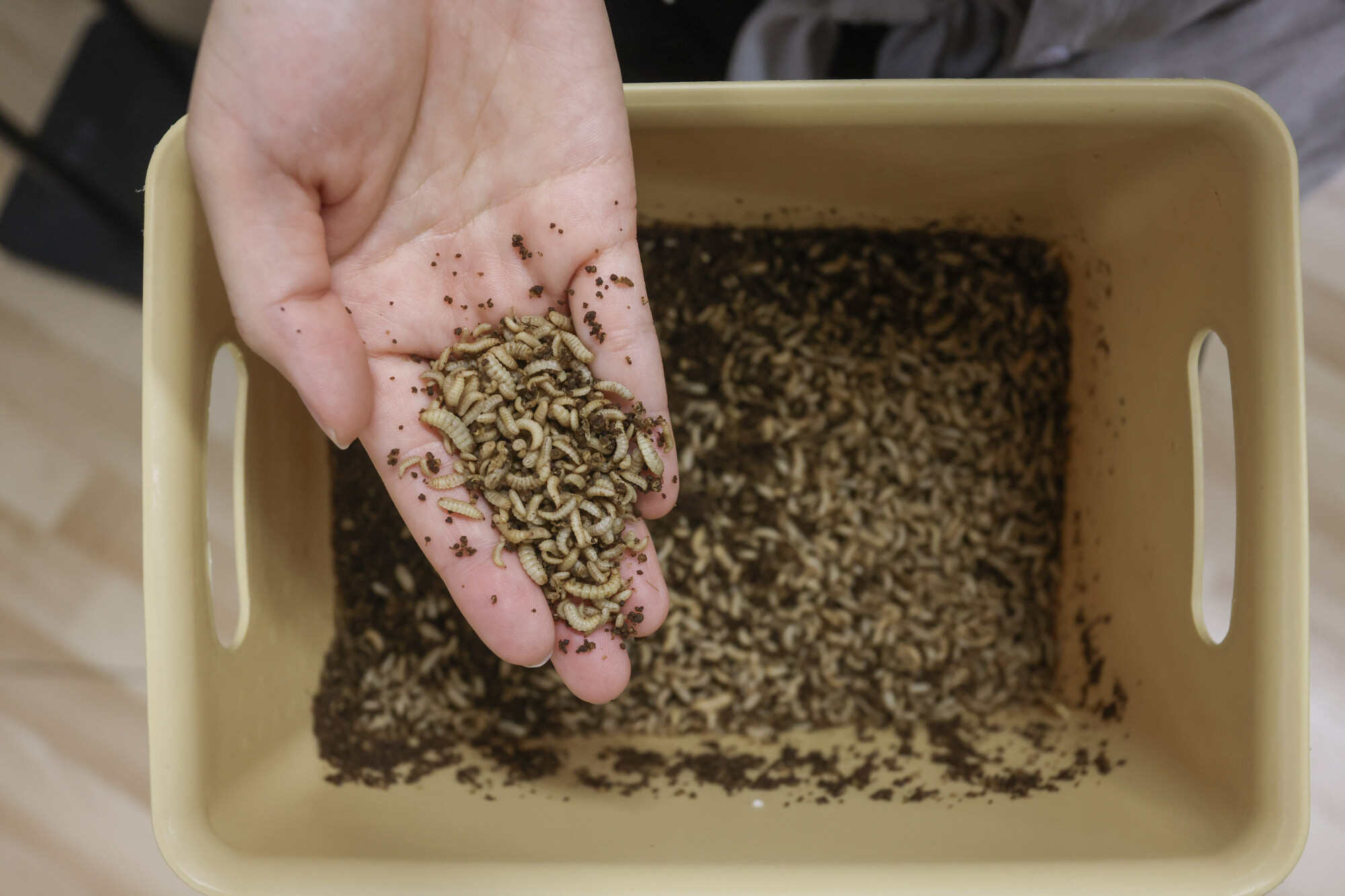 Chan’s innovative approach not only reduces waste but also educates communities about the benefits of insect-based solutions. Photo: Jonathan Wong