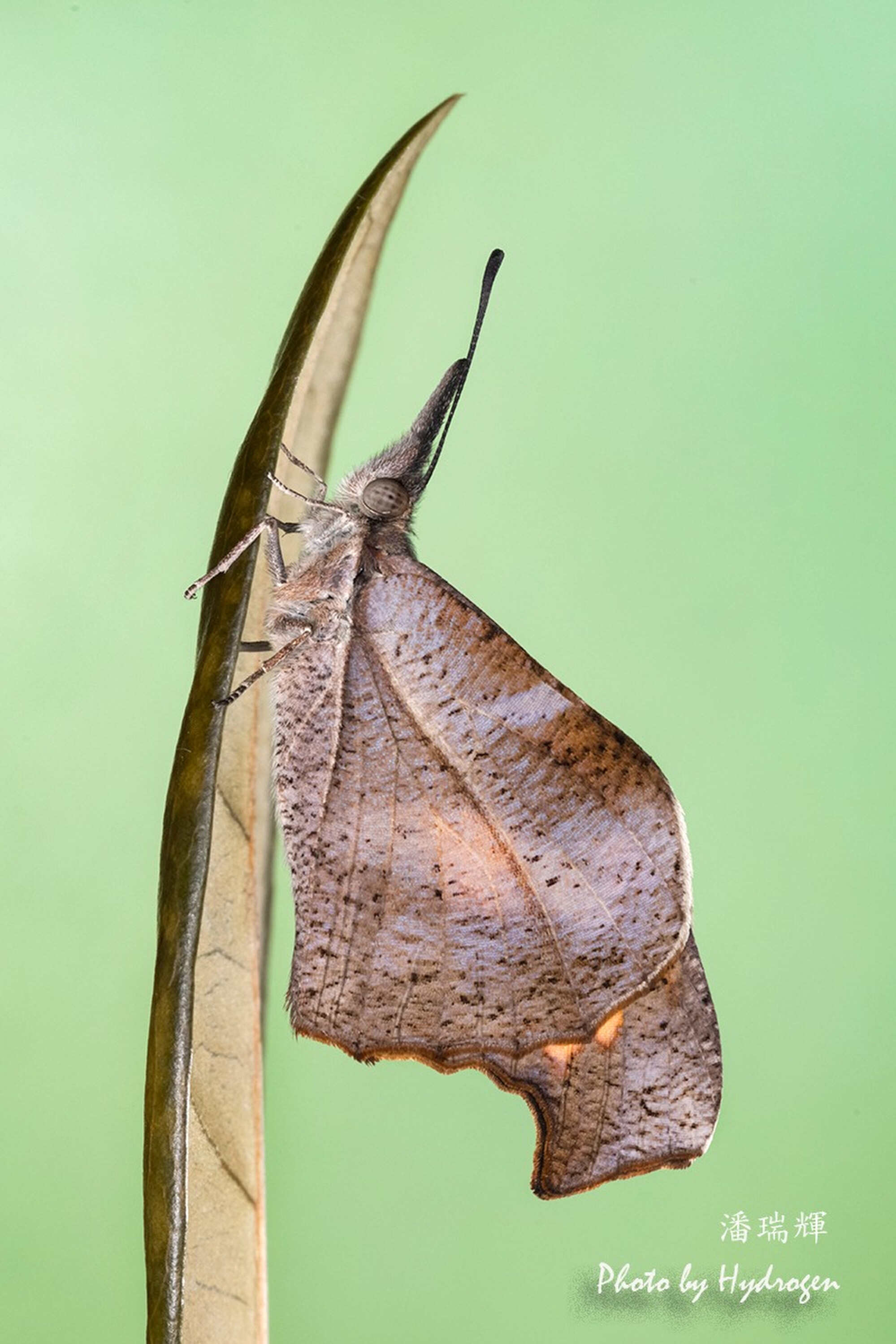 Experts believe the butterfly’s return could be a sign of a healthier ecosystem. Photo: Handout