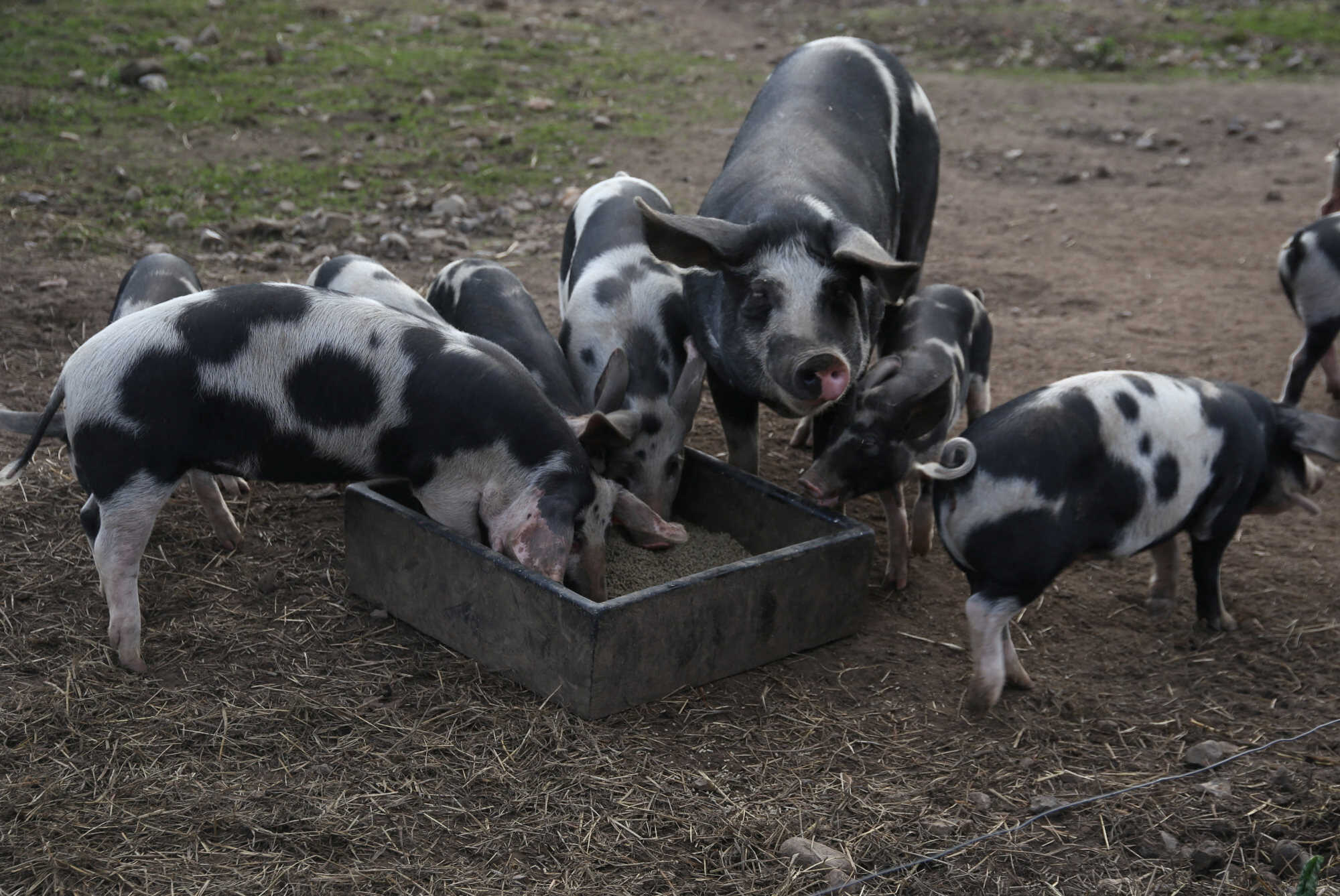 Free-range pigs feed on a farm in Vipperod, Denmark. Photo: Reuters