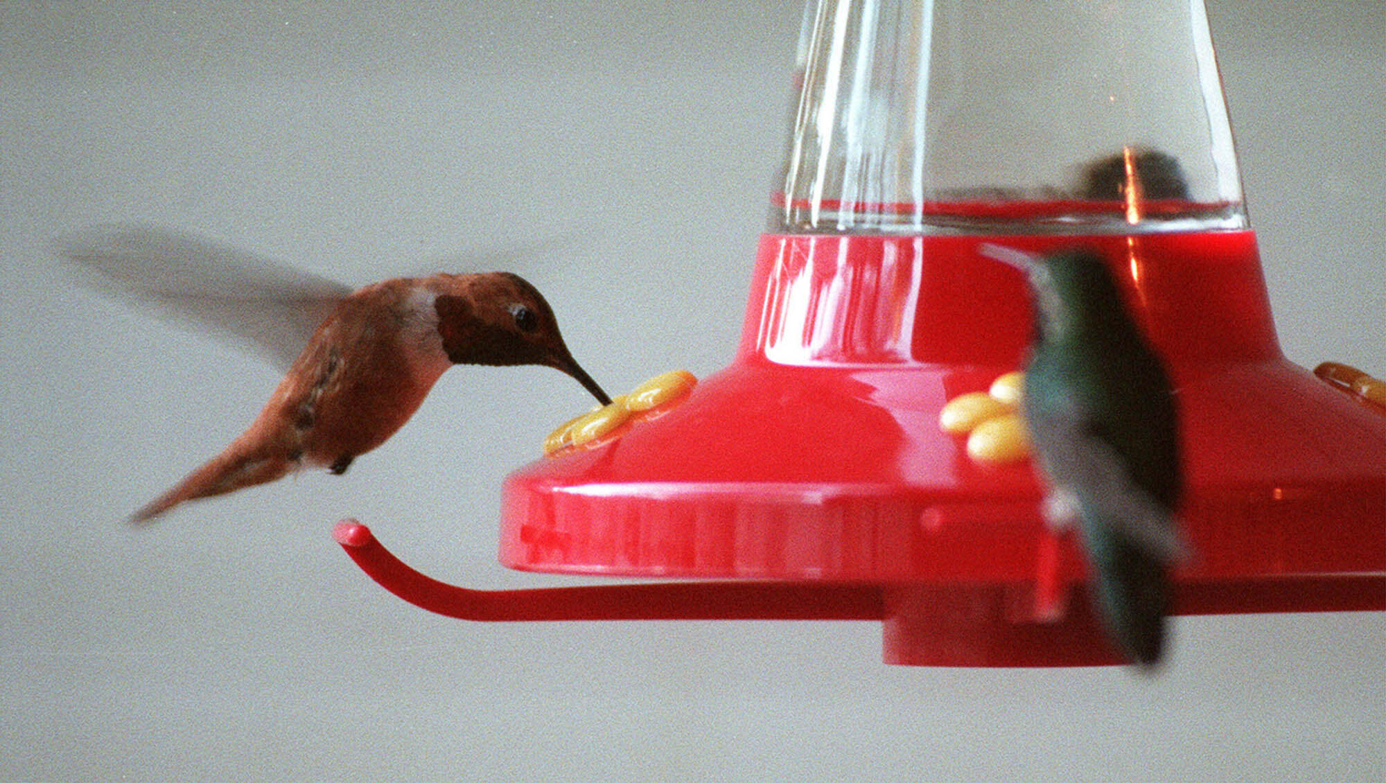 Bird feeders provide an invaluable food source, particularly during the times of the year when resources might be scarce. Photo: AP