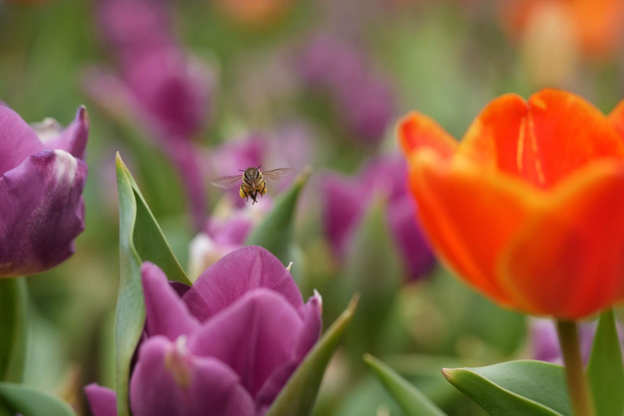 Talk a walk in the park or on a nature trail to observe flowers. Photo: Elson Li