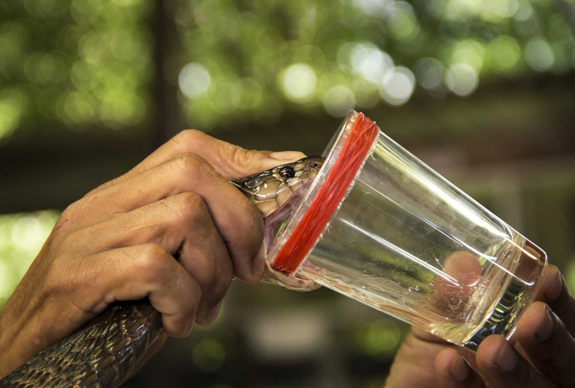 This job isn’t for the faint of heart! Photo: Shutterstock