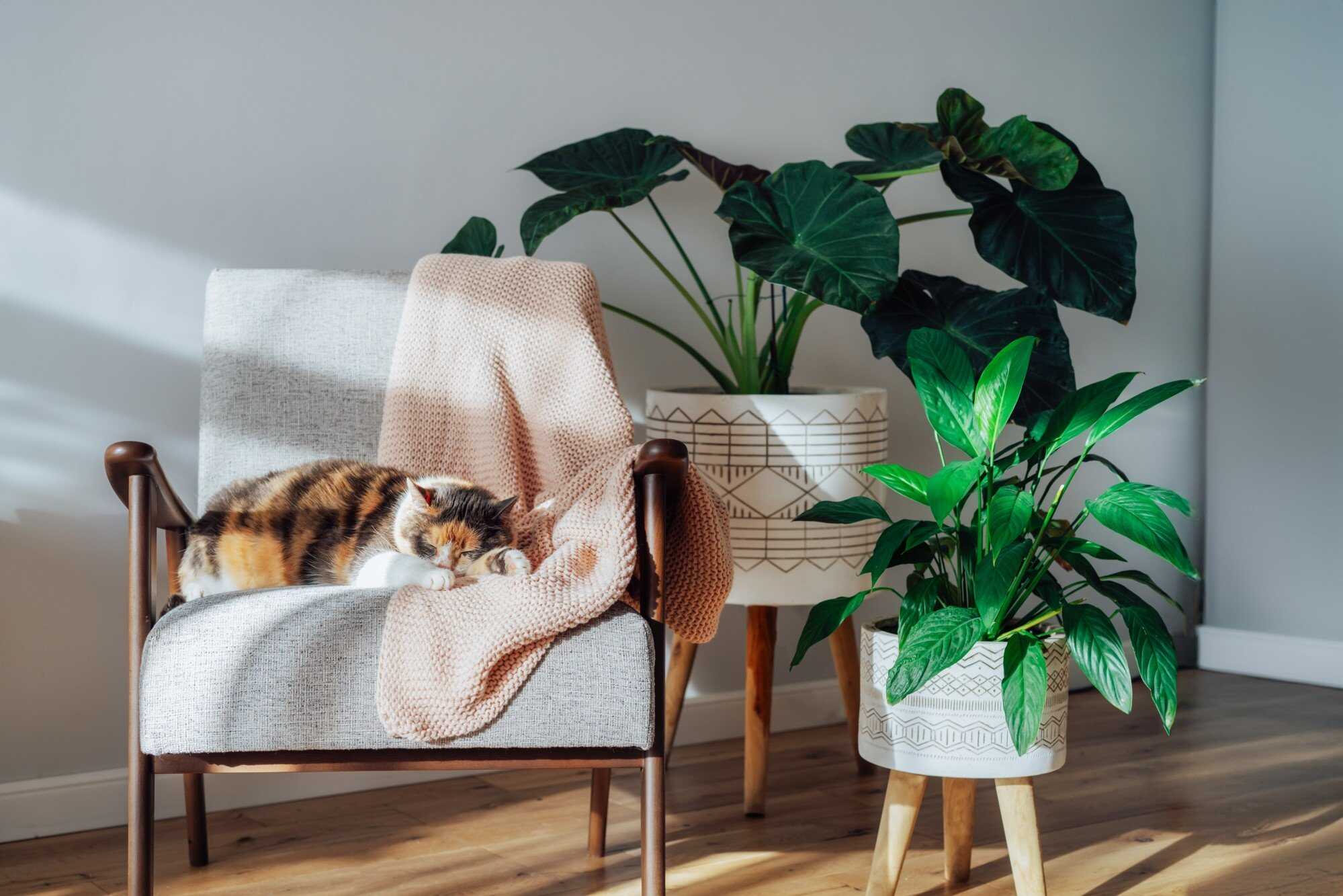 They don’t tell you this, but the professional sleeper industry is heavily dominated by cats. Photo: Shutterstock