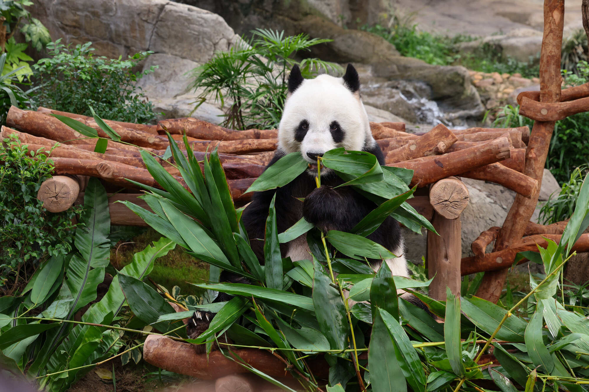 Giant panda dad Le Le during the “Giant Panda Twin Cubs 100 Days Celebration” at Ocean Park in November. Photo: Dickson Lee