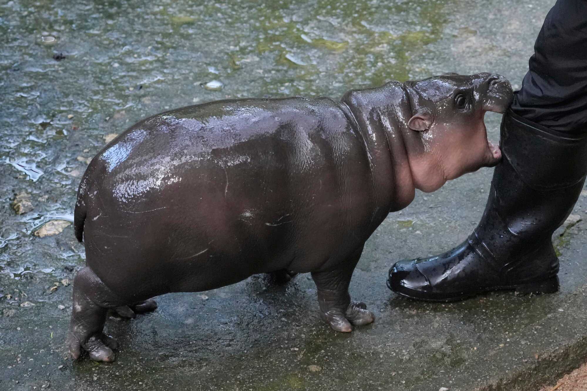 Two-month-old baby hippo Moo Deng plays with a zookeeper in the Khao Kheow Open Zoo in Thailand. Photo: AP