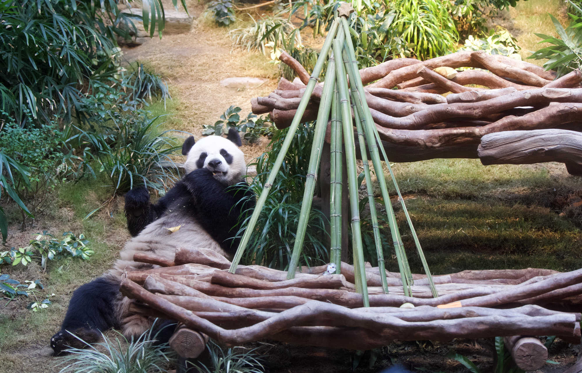 Giant panda Ke Ke spends his first Christmas in Hong Kong at Ocean Park. Photo: Sam Tsang
